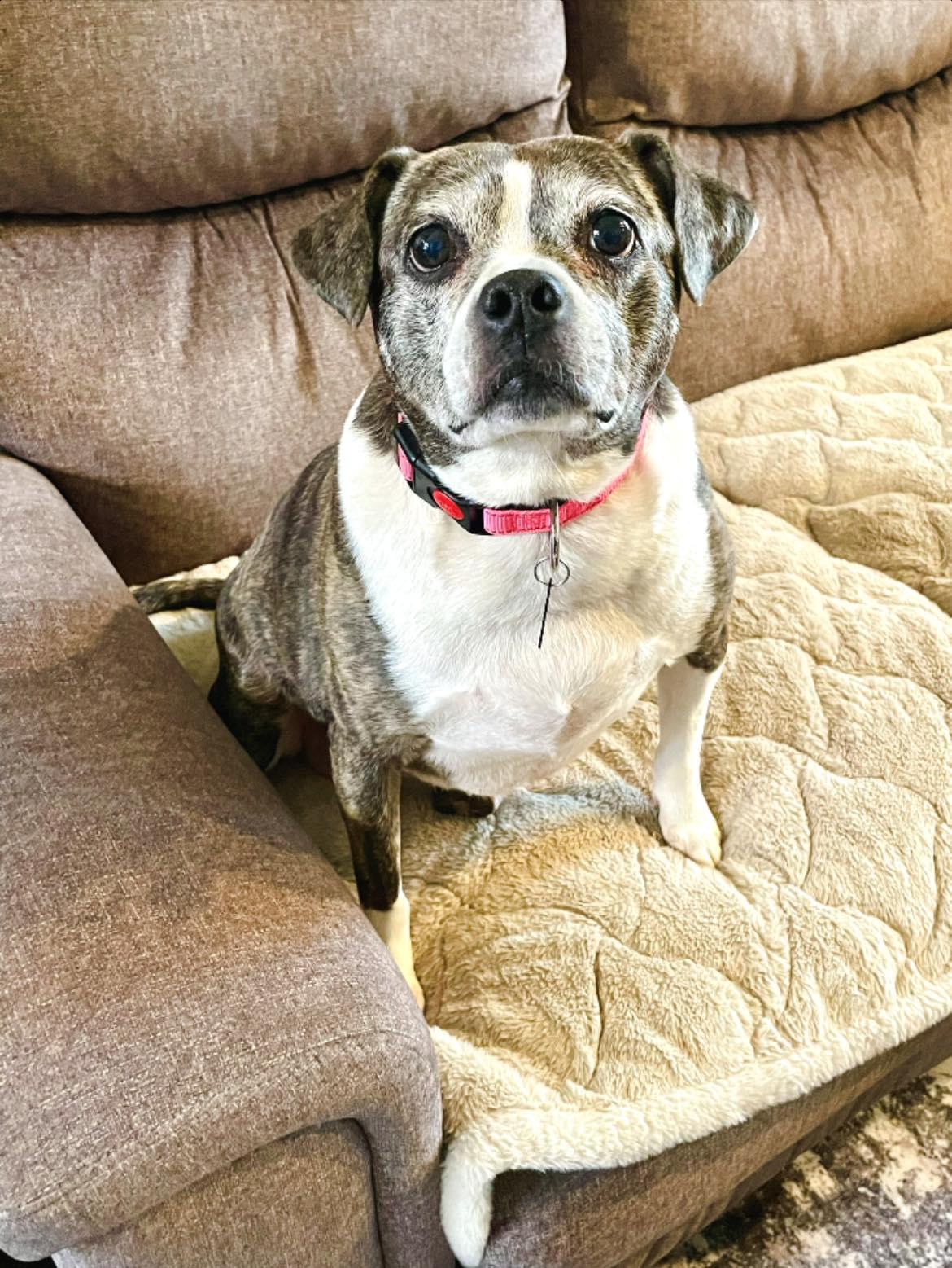 Linda, ADOPTABLE, Senior Female Boston Terrier & Beagle.