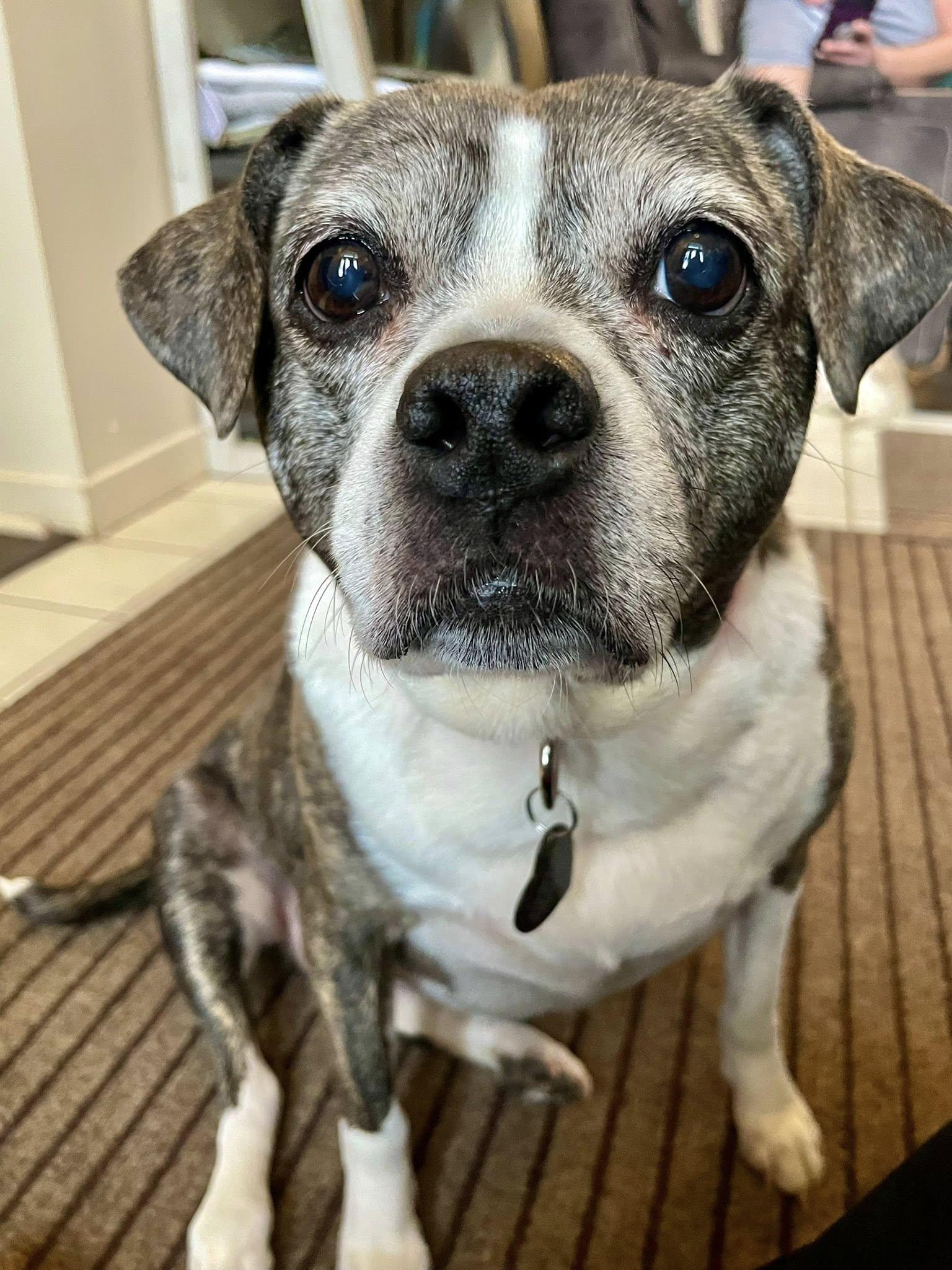 Enlarge Linda, a ADOPTABLE mixed breed in South Lyon, MI image 6/6