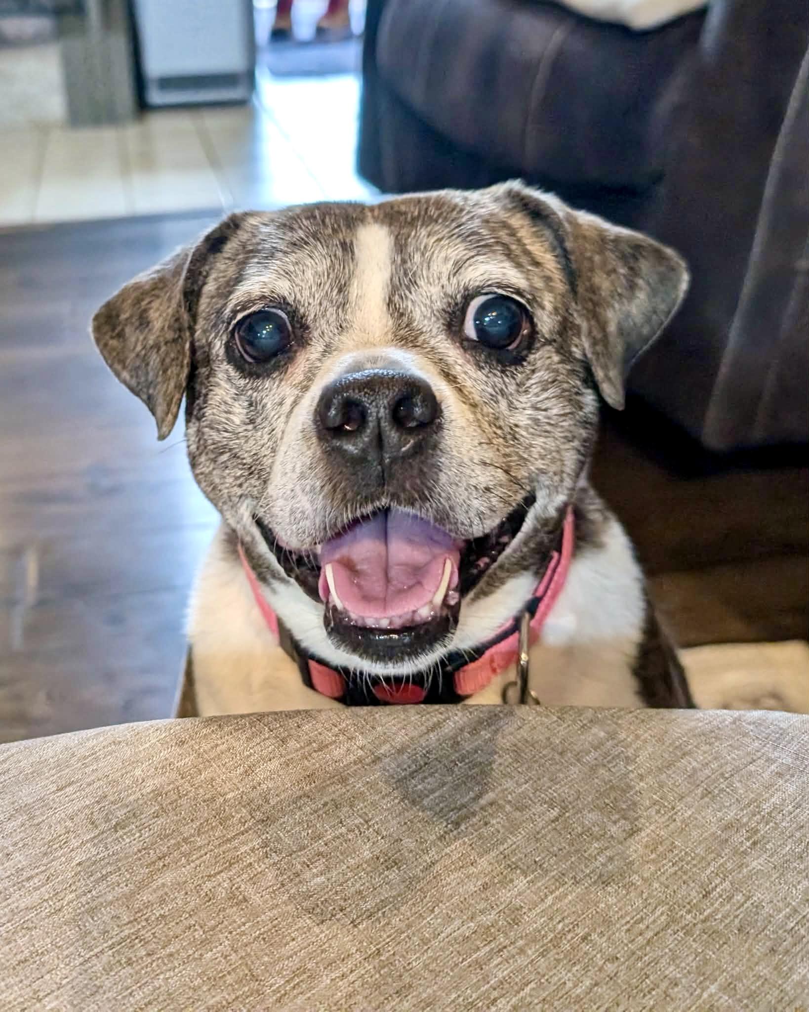 Linda, a ADOPTABLE mixed breed in South Lyon, MI image 6/6