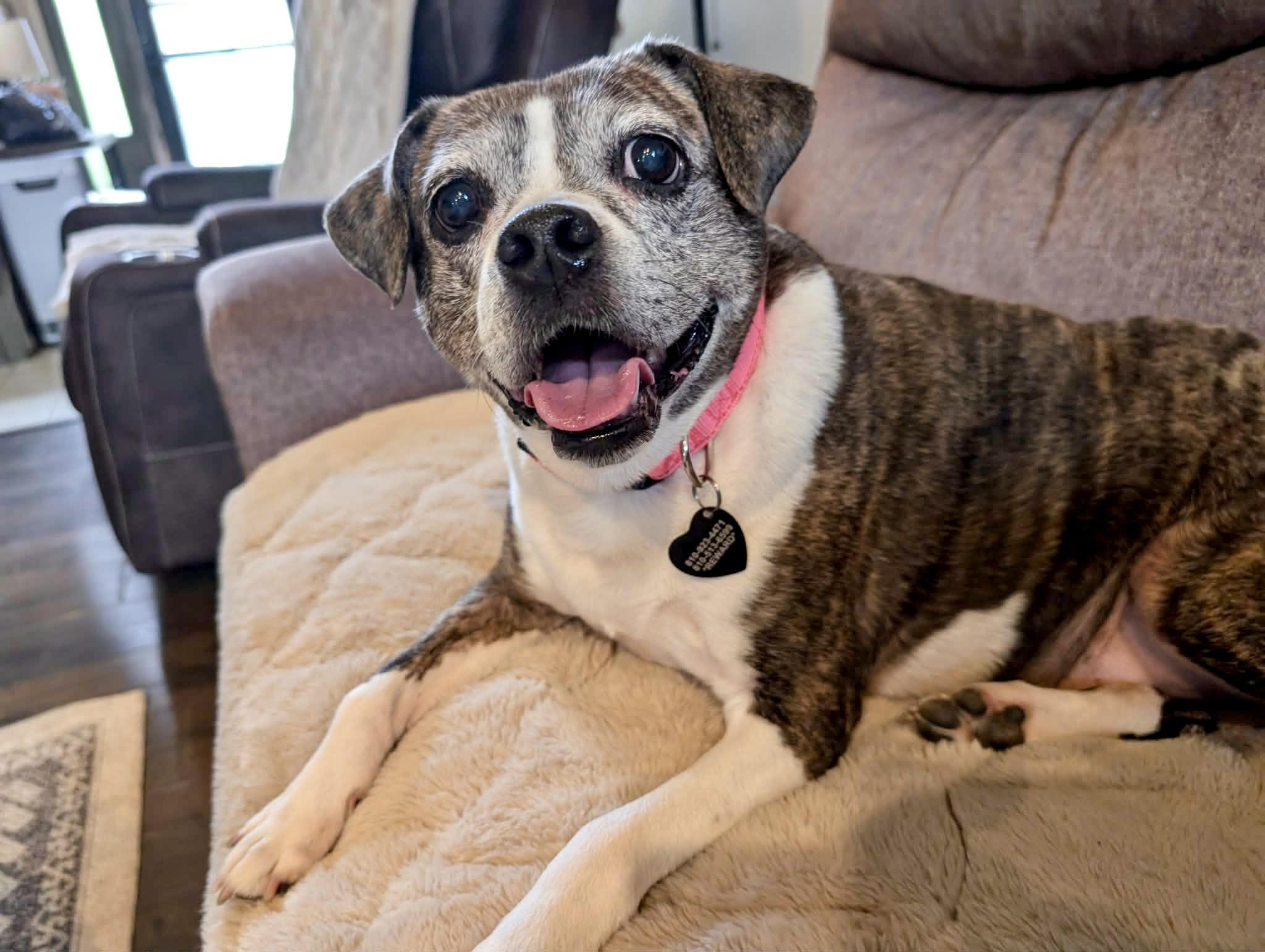 Linda, ADOPTABLE, Senior Female Boston Terrier & Beagle.