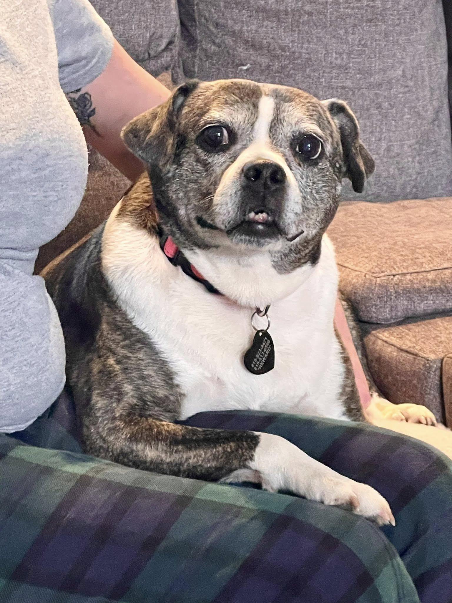 Enlarge Linda, a ADOPTABLE mixed breed in South Lyon, MI image 3/6