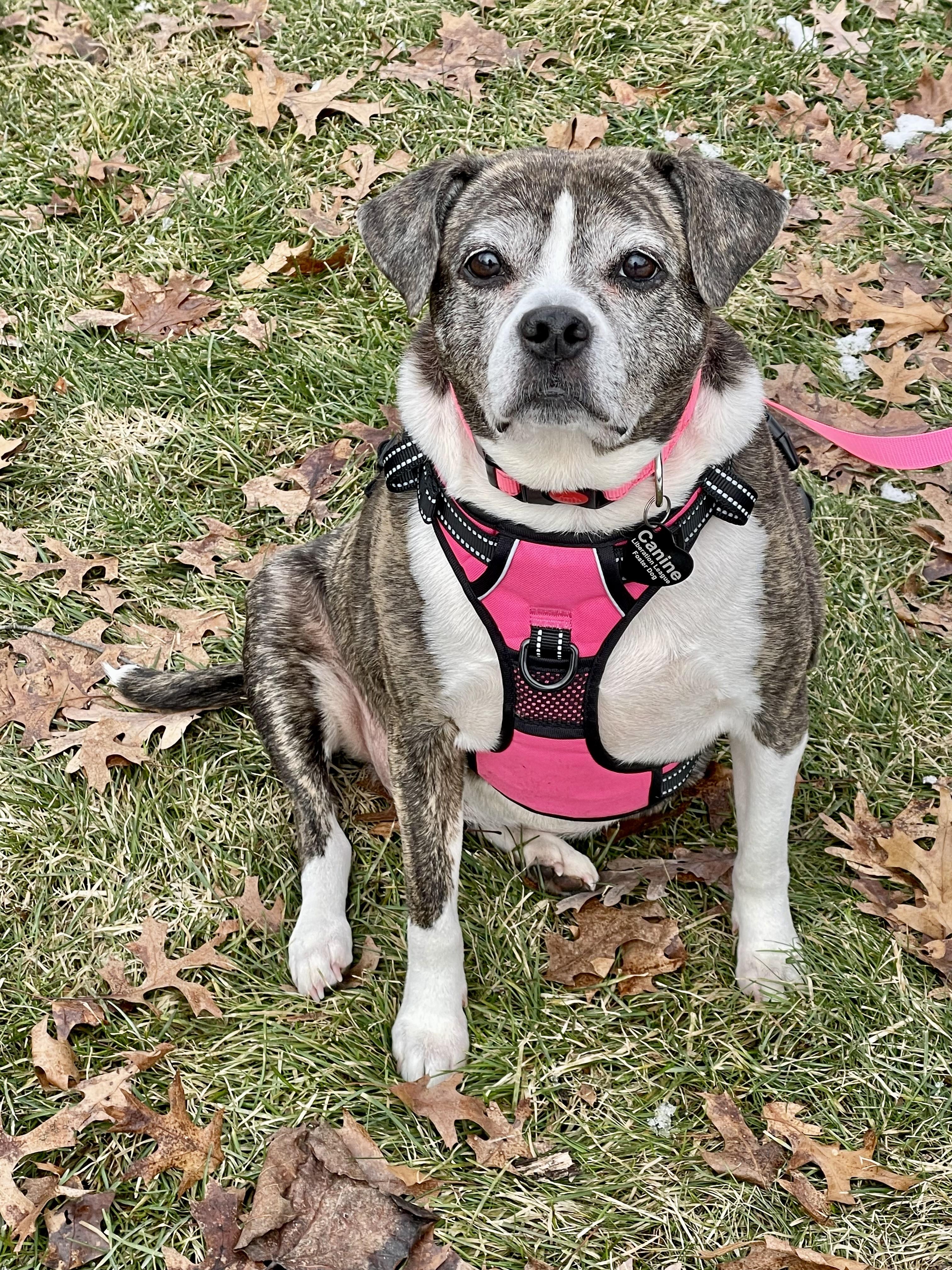 Linda, a ADOPTABLE mixed breed in South Lyon, MI image 4/6