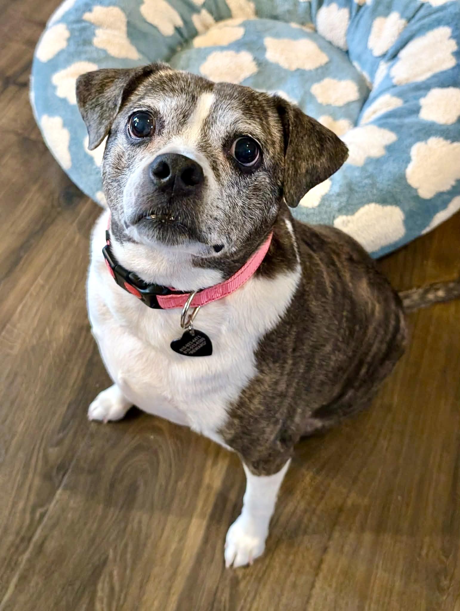 Linda, a ADOPTABLE mixed breed in South Lyon, MI image 3/6