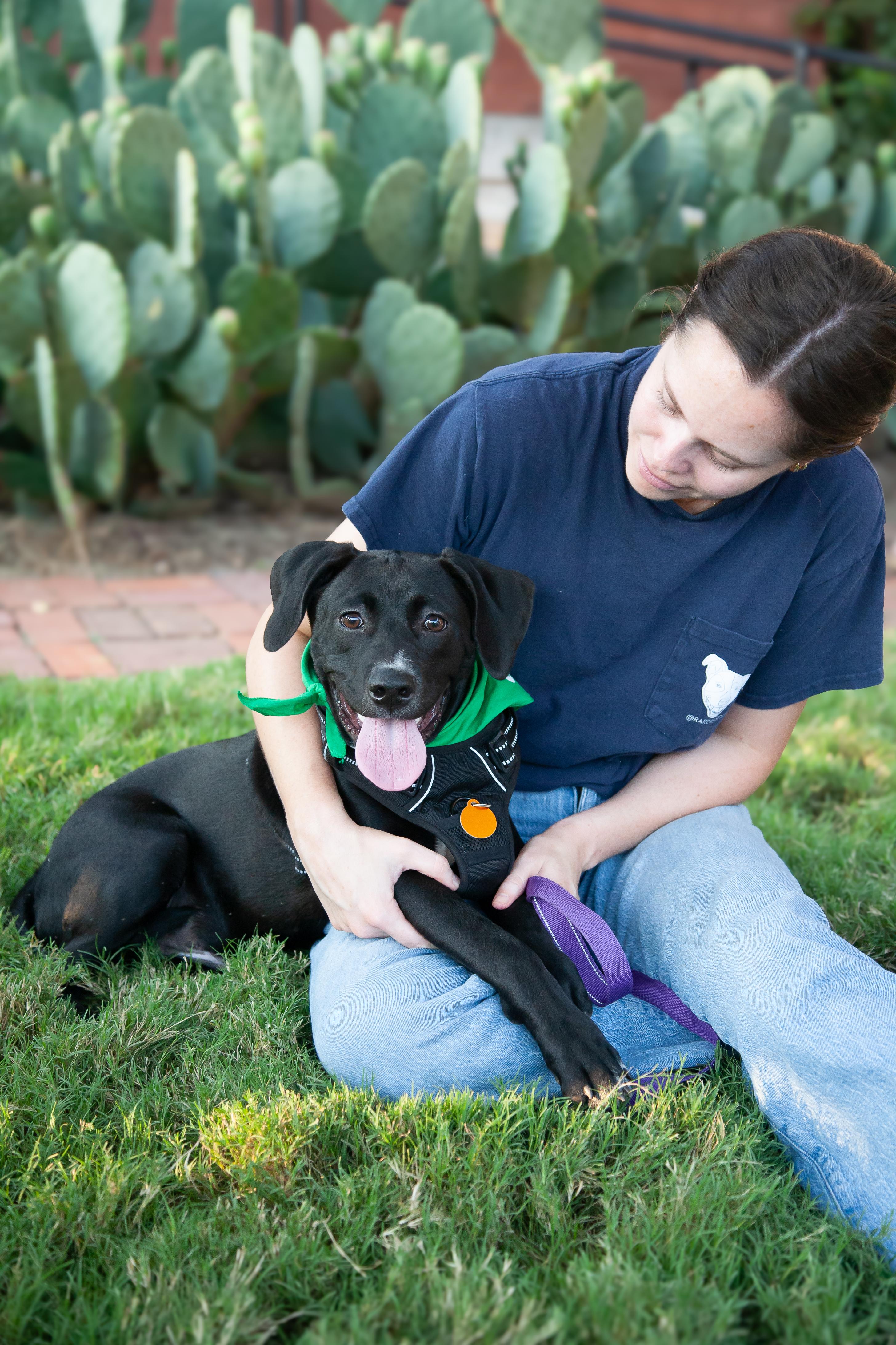 Enlarge Carl, a Adoptable mixed breed in Nashville, TN image 3/5