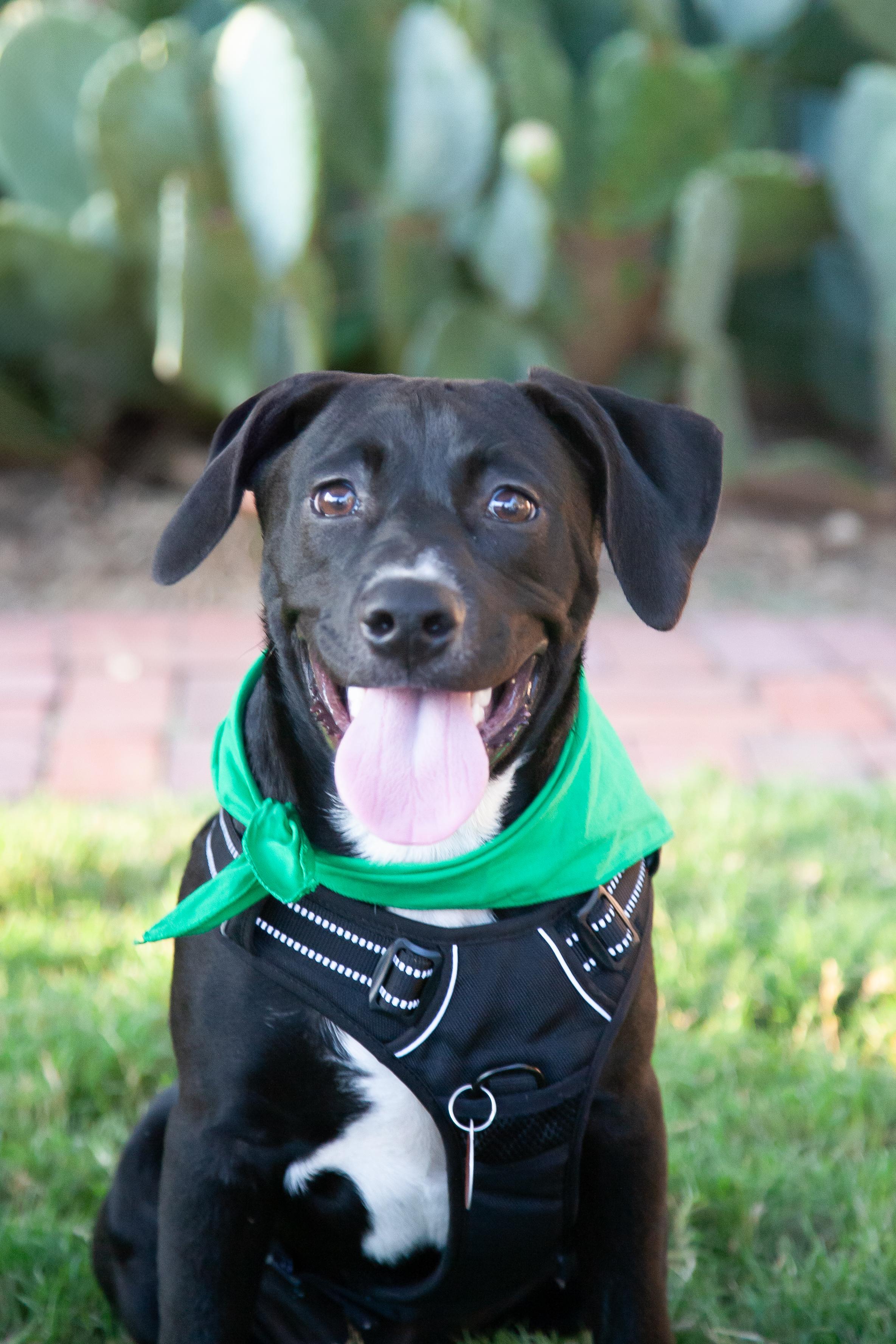 Carl, Adoptable, Young Male Black Labrador Retriever.