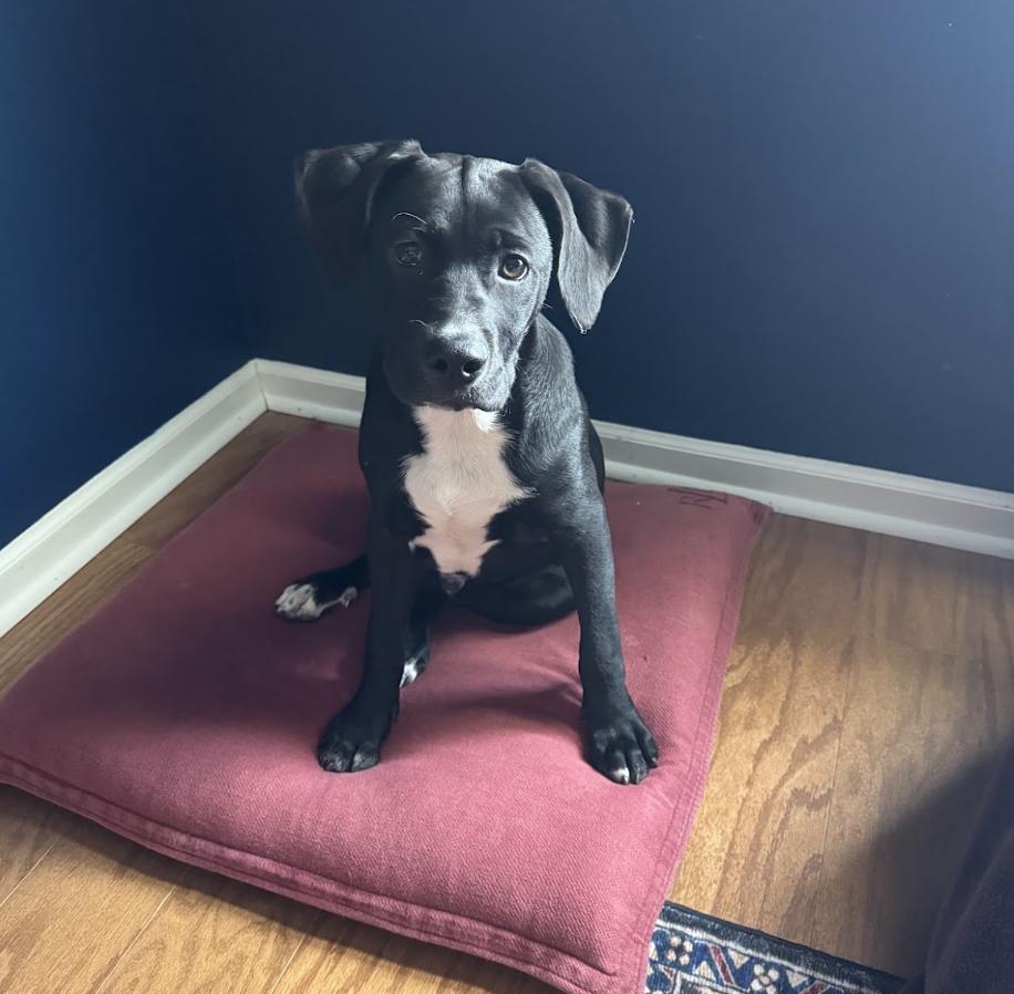 Enlarge Carl, a Adoptable mixed breed in Nashville, TN image 4/5