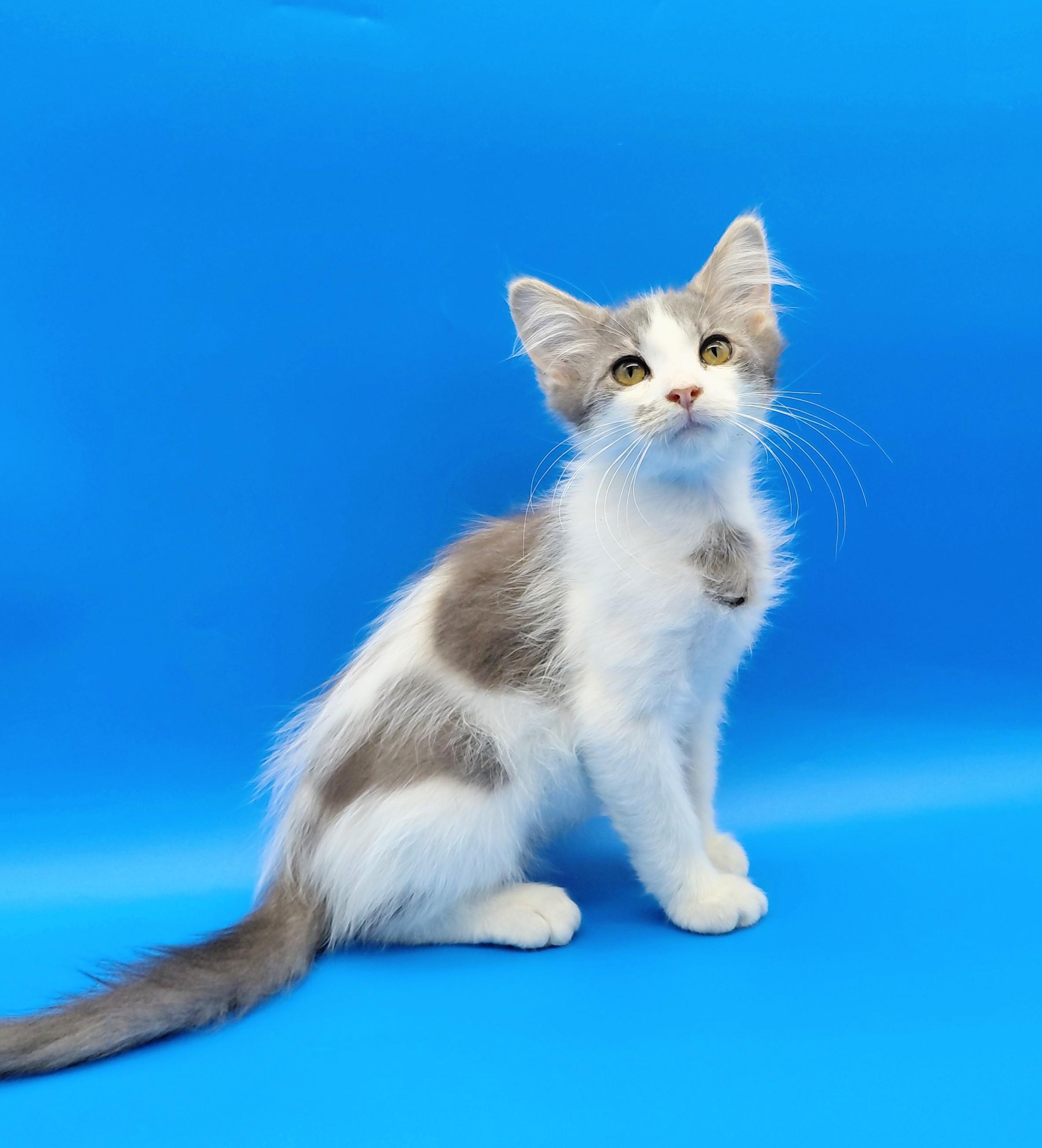 Enlarge Sentinel, a Adopted mixed breed in Springfield, MO image 3/6