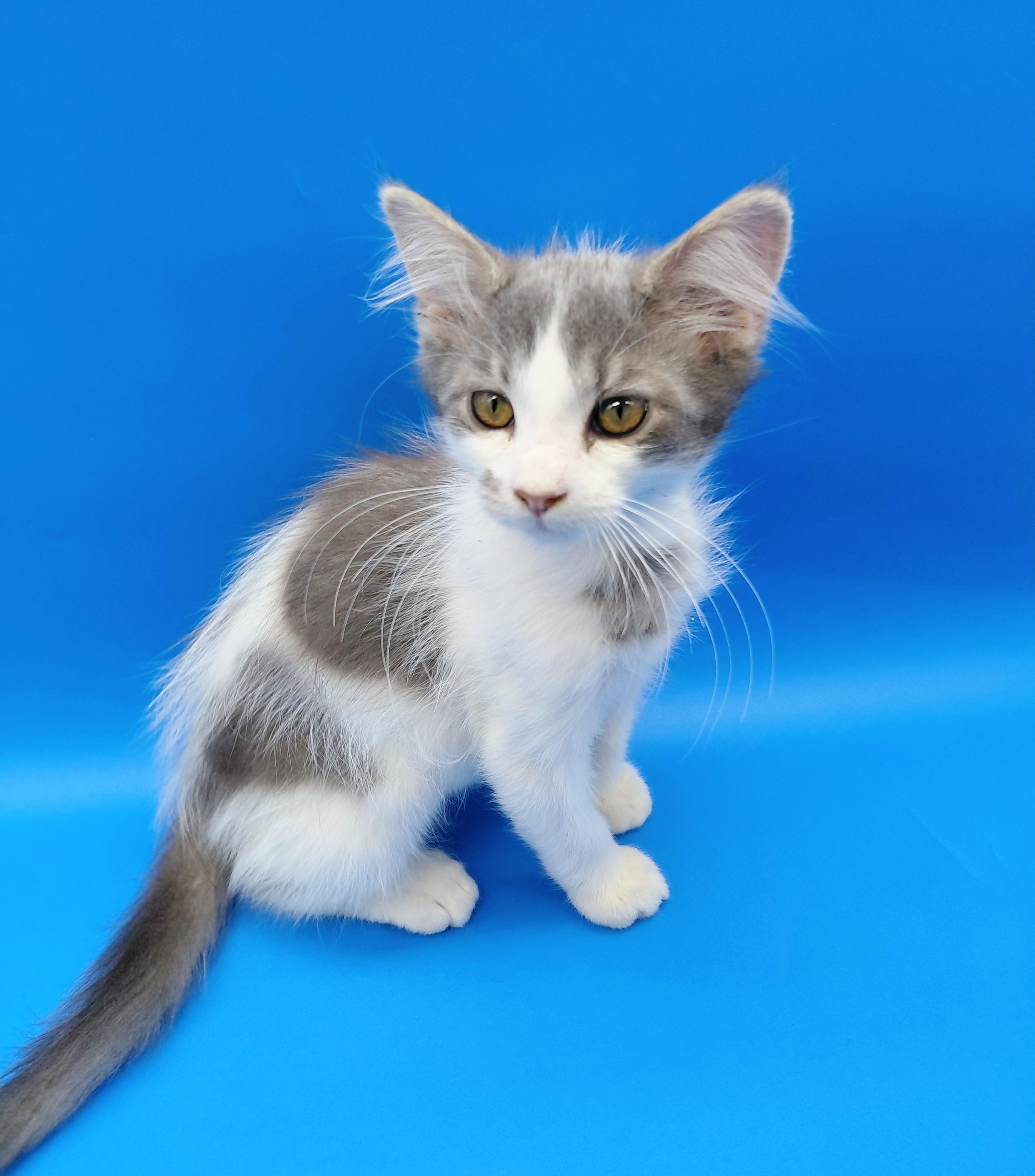 Enlarge Sentinel, a Adopted mixed breed in Springfield, MO image 5/6