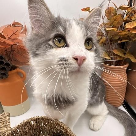 Sentinel, Adopted, Kitten Male Domestic Long Hair.