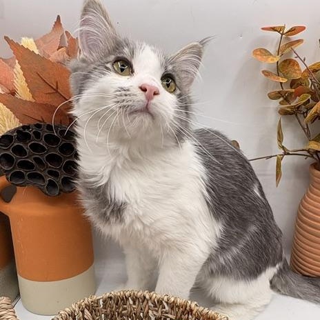 Enlarge Sentinel, a Adopted mixed breed in Springfield, MO image 2/6