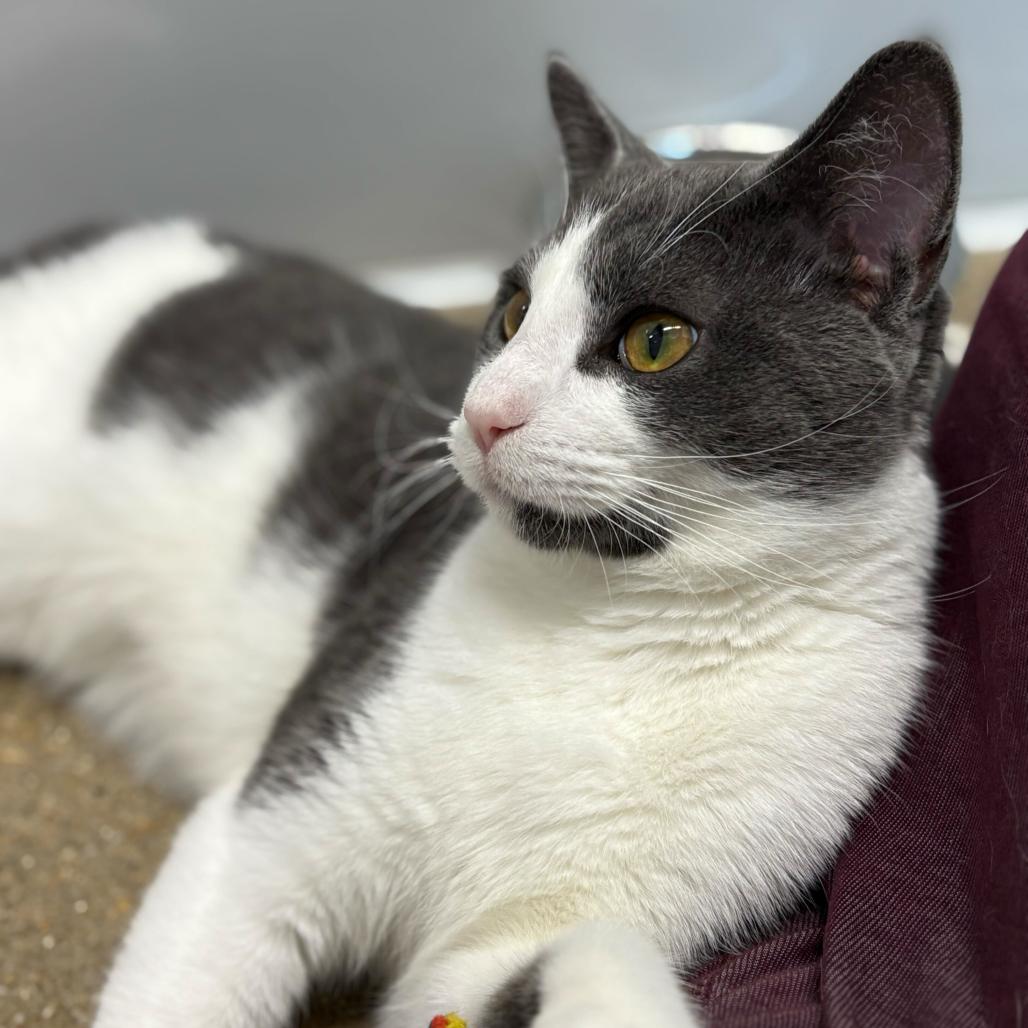 Tucker (c2025), a Adoptable Domestic Short Hair in Skokie, IL image 1/6