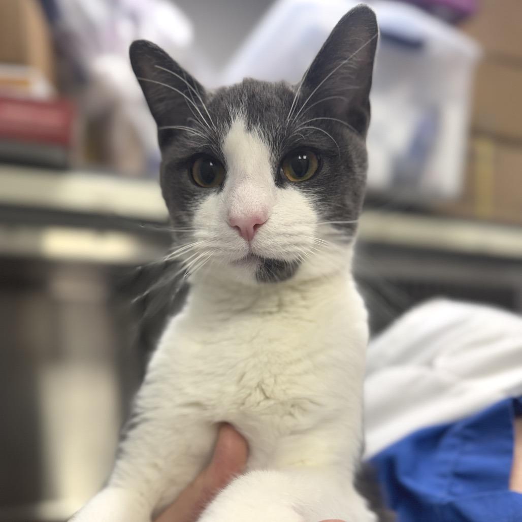 Tucker (c2025), a Adoptable Domestic Short Hair in Skokie, IL image 3/6