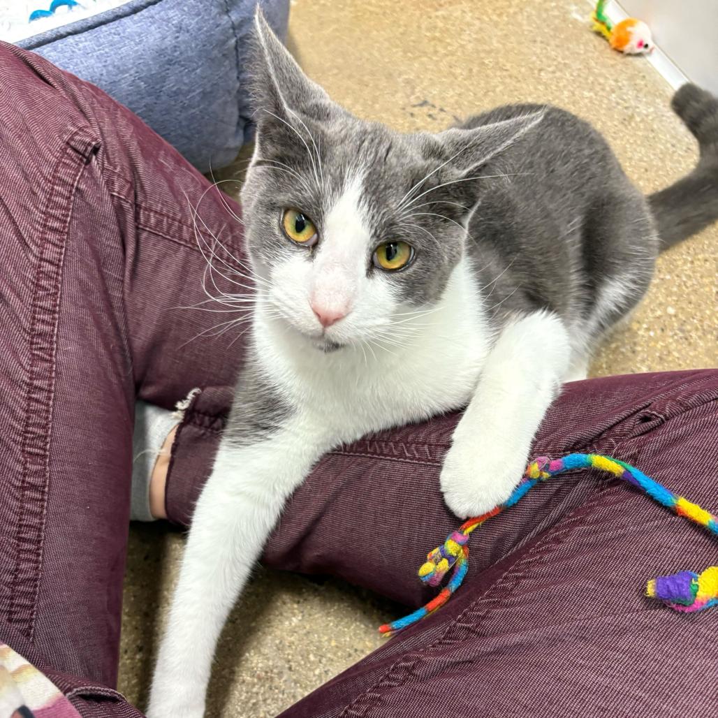 Tucker (c2025), a Adoptable Domestic Short Hair in Skokie, IL image 4/6