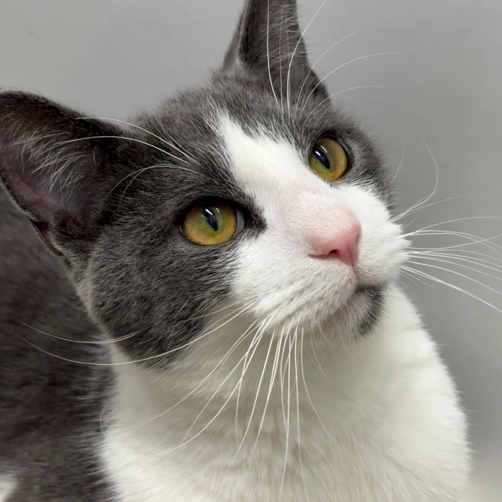 Tucker (c2025) — thumbnail 5