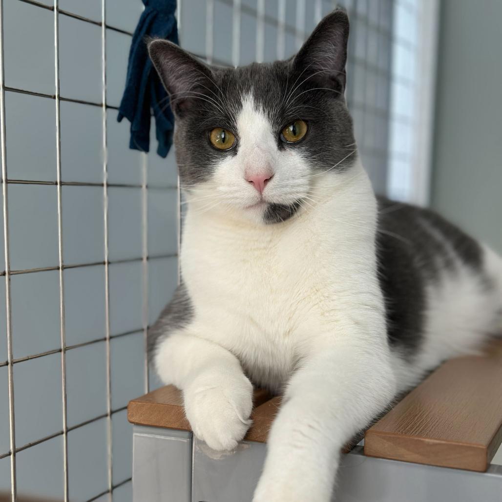 Tucker (c2025), a Adoptable Domestic Short Hair in Skokie, IL image 5/6