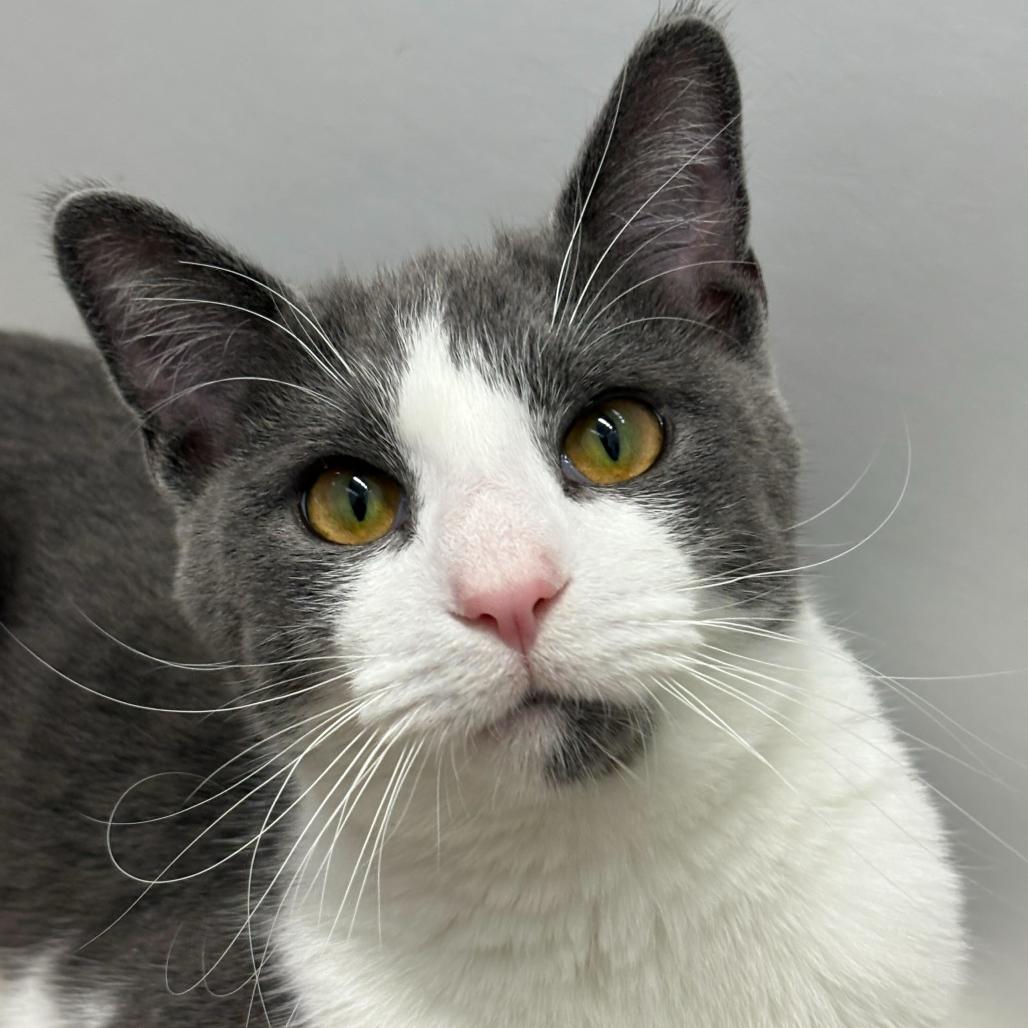 Tucker (c2025), a Adoptable Domestic Short Hair in Skokie, IL image 6/6