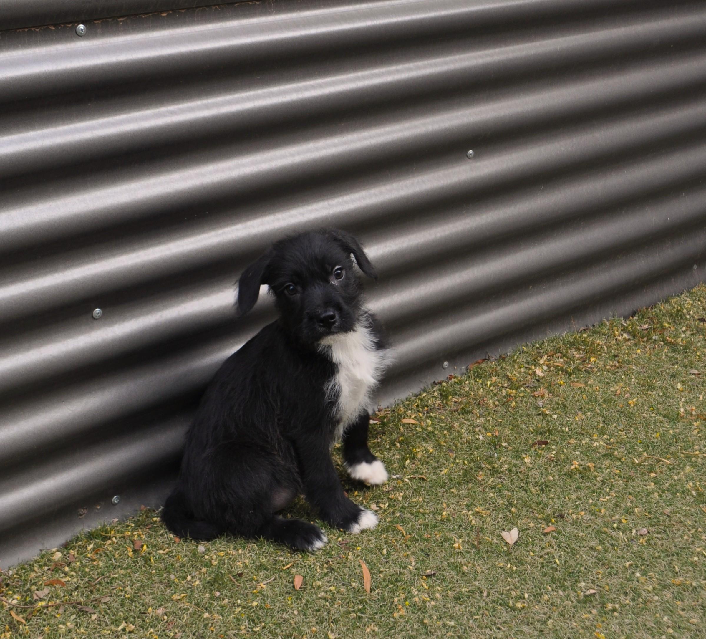 Enlarge Outlaw, a ADOPTABLE mixed breed in Apache Junction, AZ image 2/3