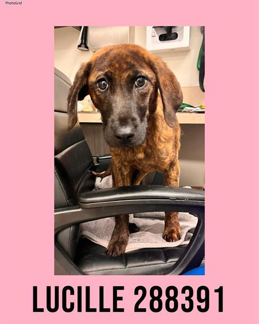 LUCILLE, Adoptable, Young Female Plott Hound & Mixed Breed.