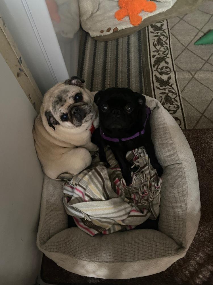 Enlarge Kobi, a Adopted Pug in Bend, OR image 3/3