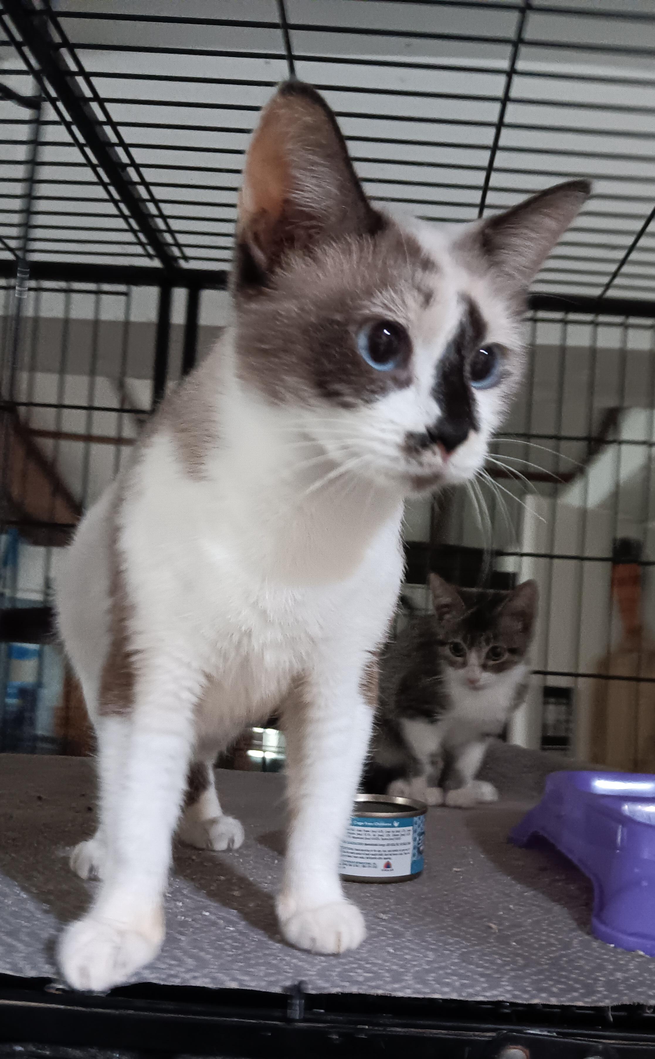 Enlarge Tudy, a Adoptable mixed breed in North East, MD image 1/3