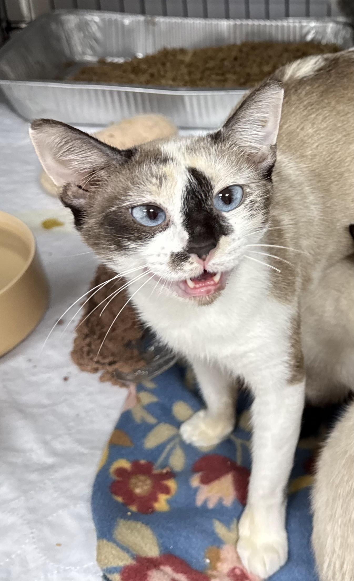 Enlarge Tudy, a Adoptable mixed breed in North East, MD image 2/3