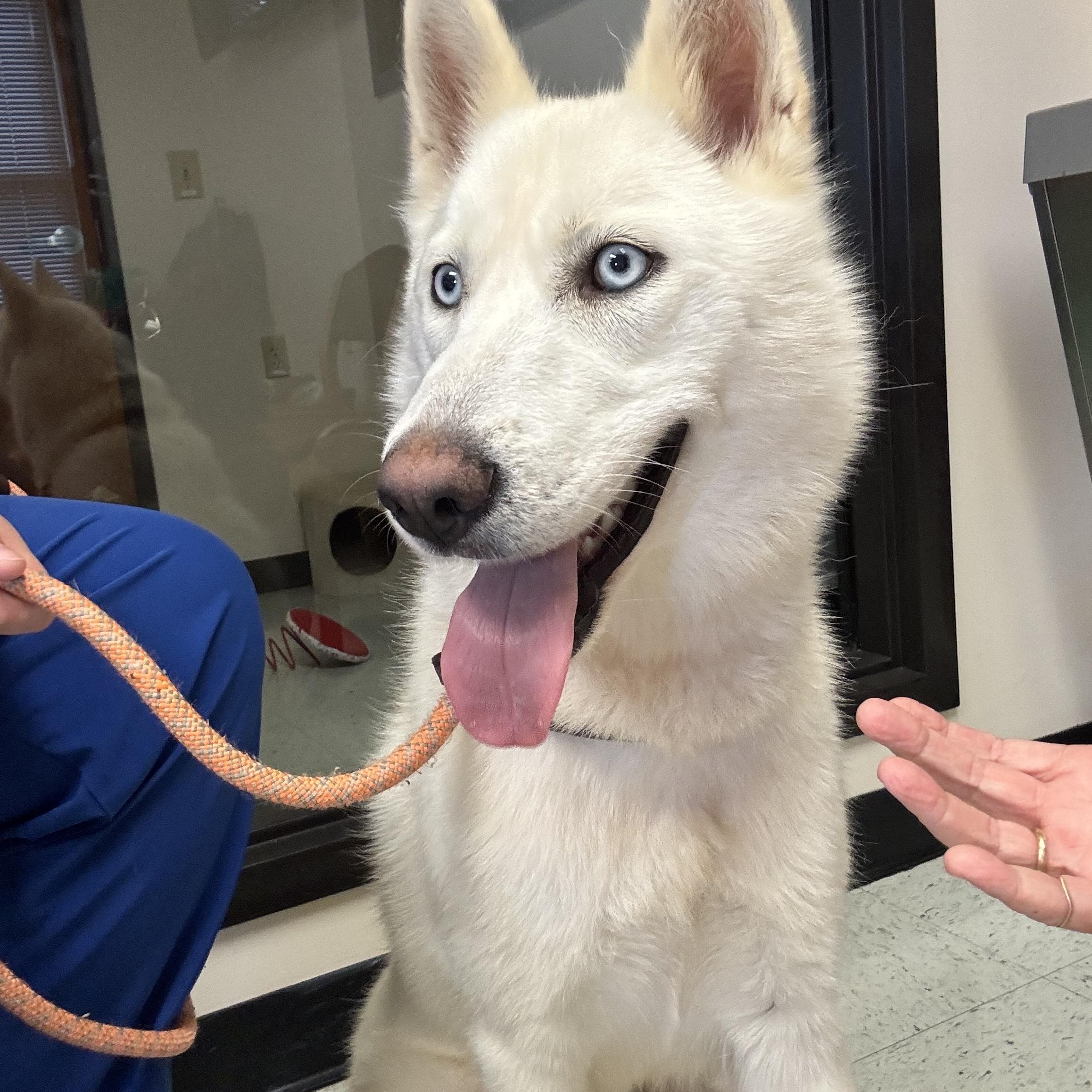 Enlarge Neka, a Adoptable Husky in Fincastle, VA image 1/2