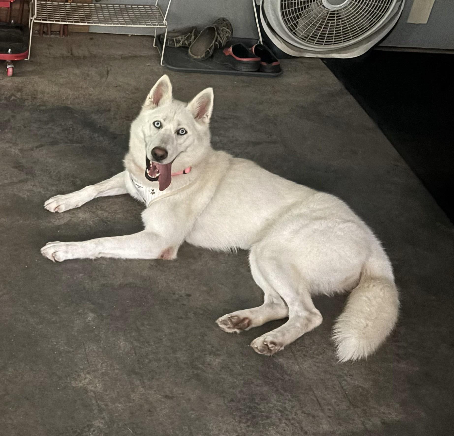 Enlarge Neka, a Adoptable Husky in Fincastle, VA image 2/2