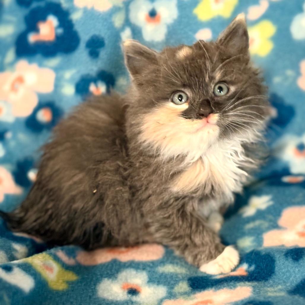 Enlarge Joy, an adopted Domestic Long Hair in Blackfoot, ID image 1/1