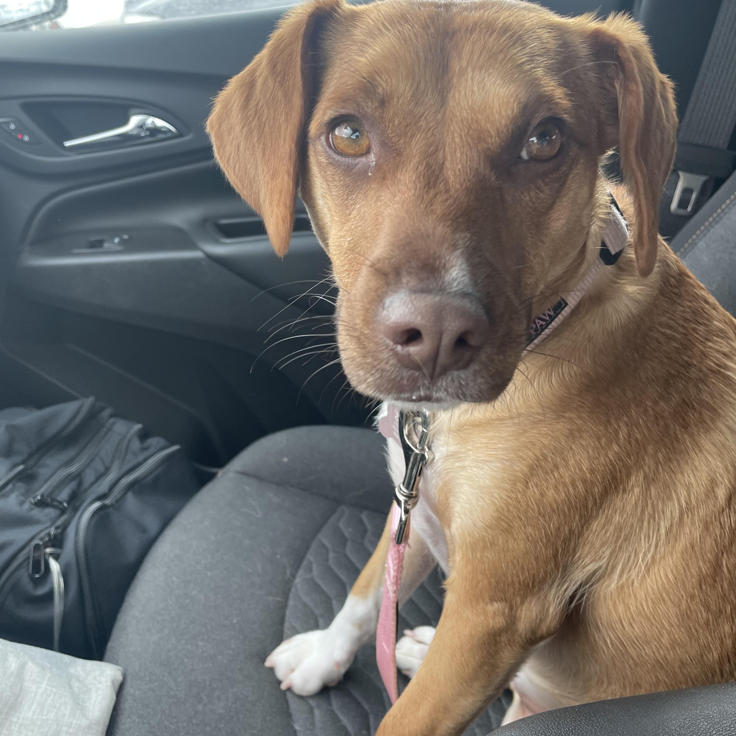 Enlarge MAGGIE, a ADOPTABLE mixed breed in Burton, MI image 2/4