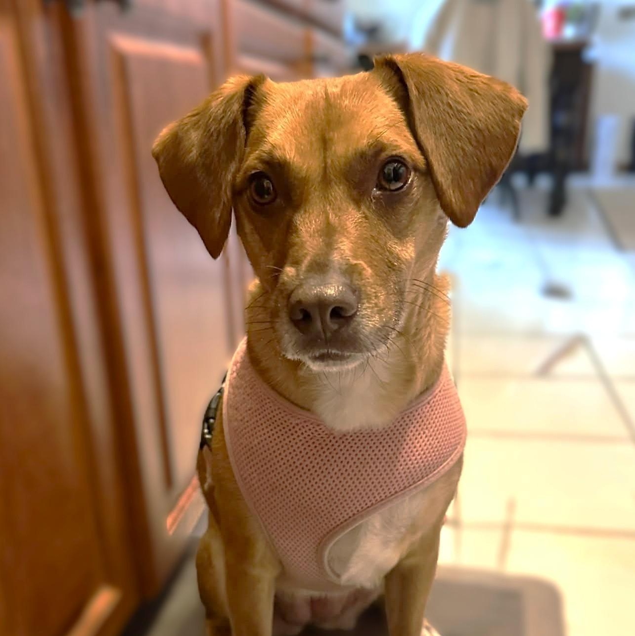 Enlarge MAGGIE, a ADOPTABLE mixed breed in Burton, MI image 6/6