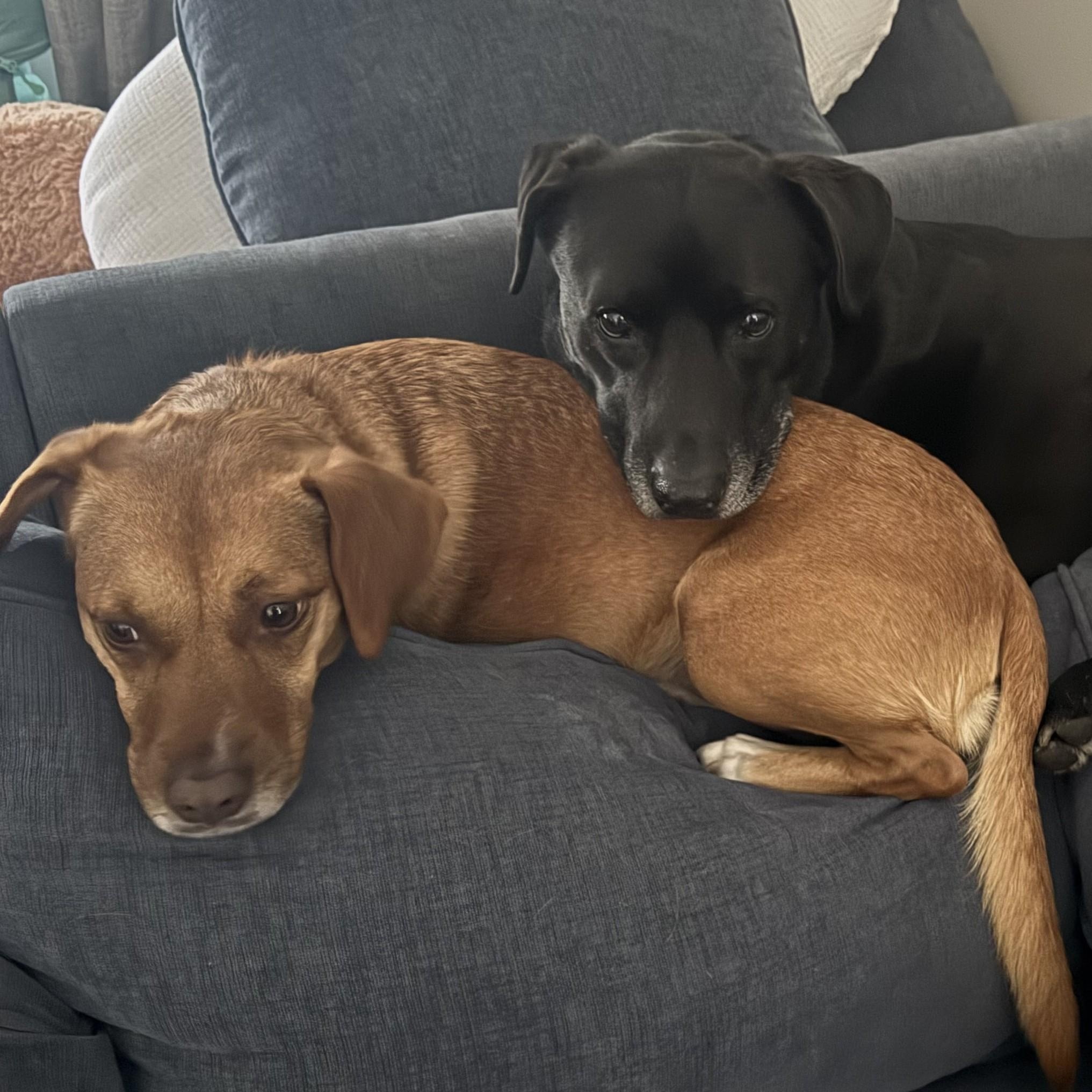 Enlarge MAGGIE, a ADOPTABLE mixed breed in Burton, MI image 4/4