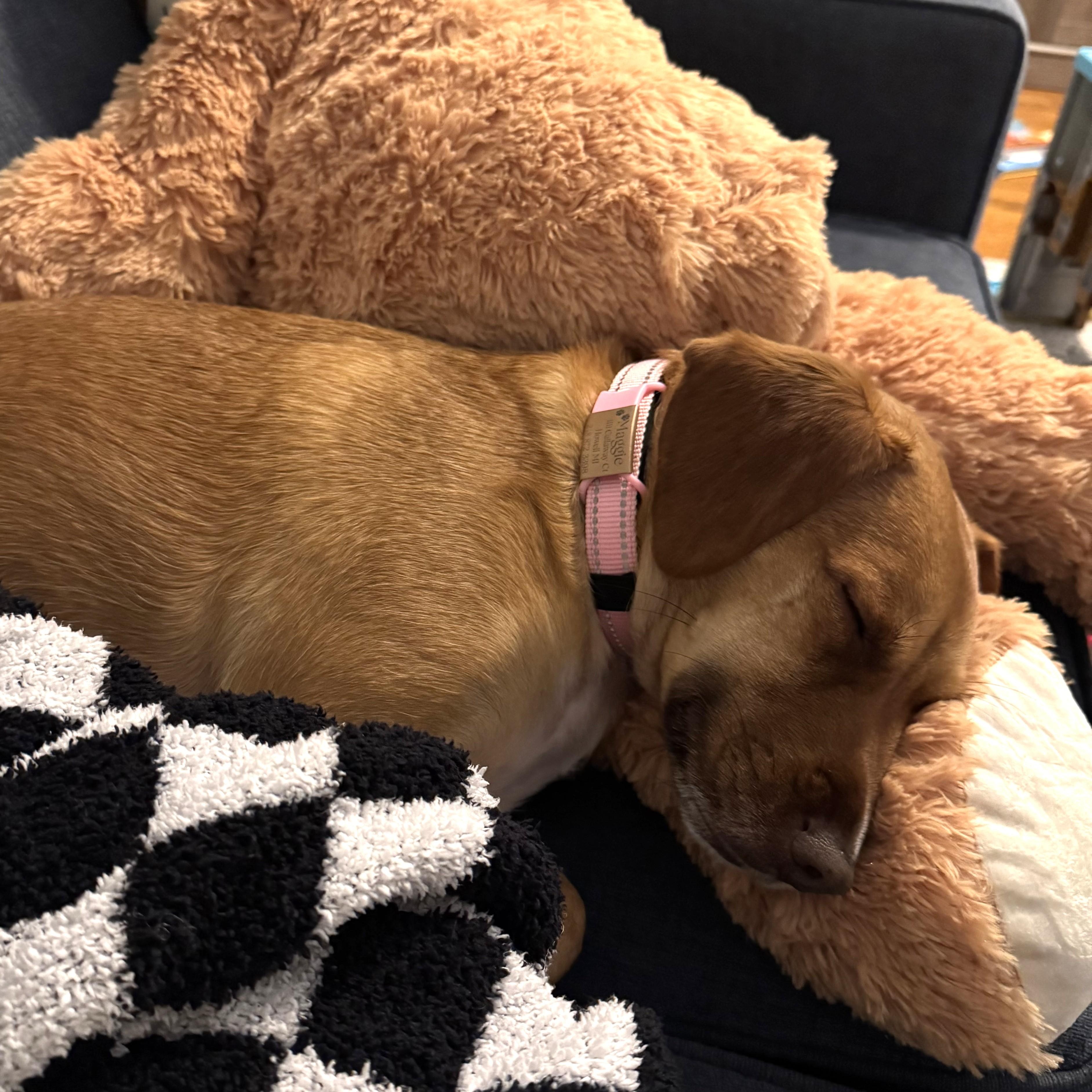 Enlarge MAGGIE, a ADOPTABLE mixed breed in Burton, MI image 3/4