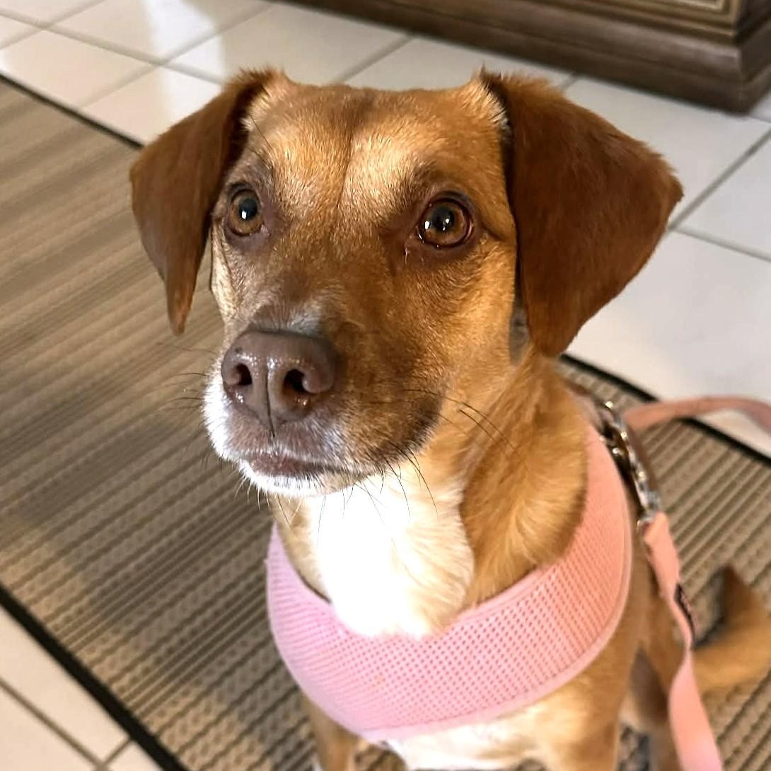 Enlarge MAGGIE, a ADOPTABLE mixed breed in Burton, MI image 2/6