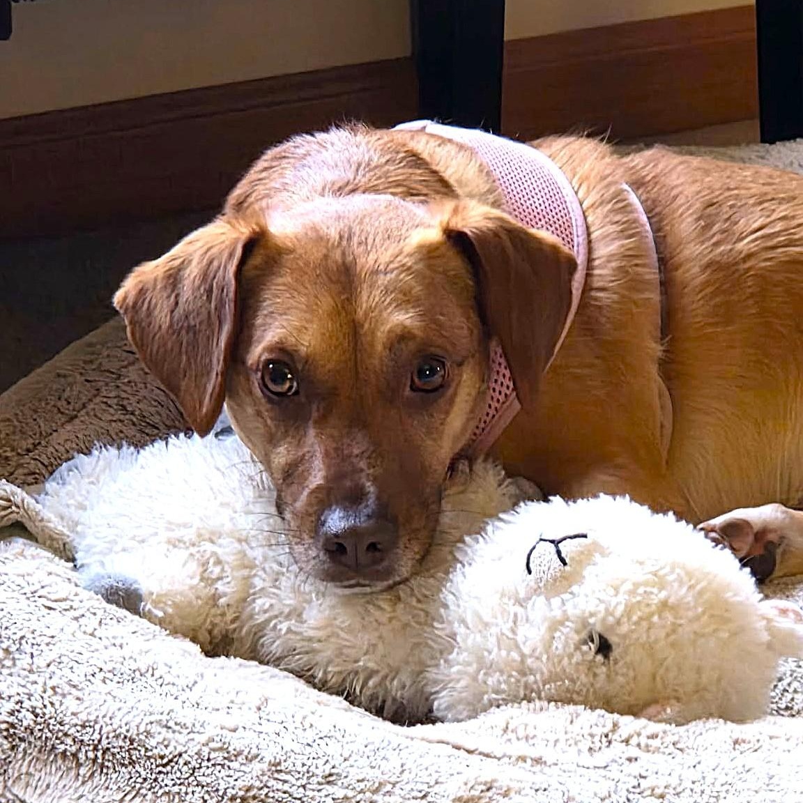 MAGGIE, ADOPTABLE, Adult Female Dachshund & Jack Russell Terrier.