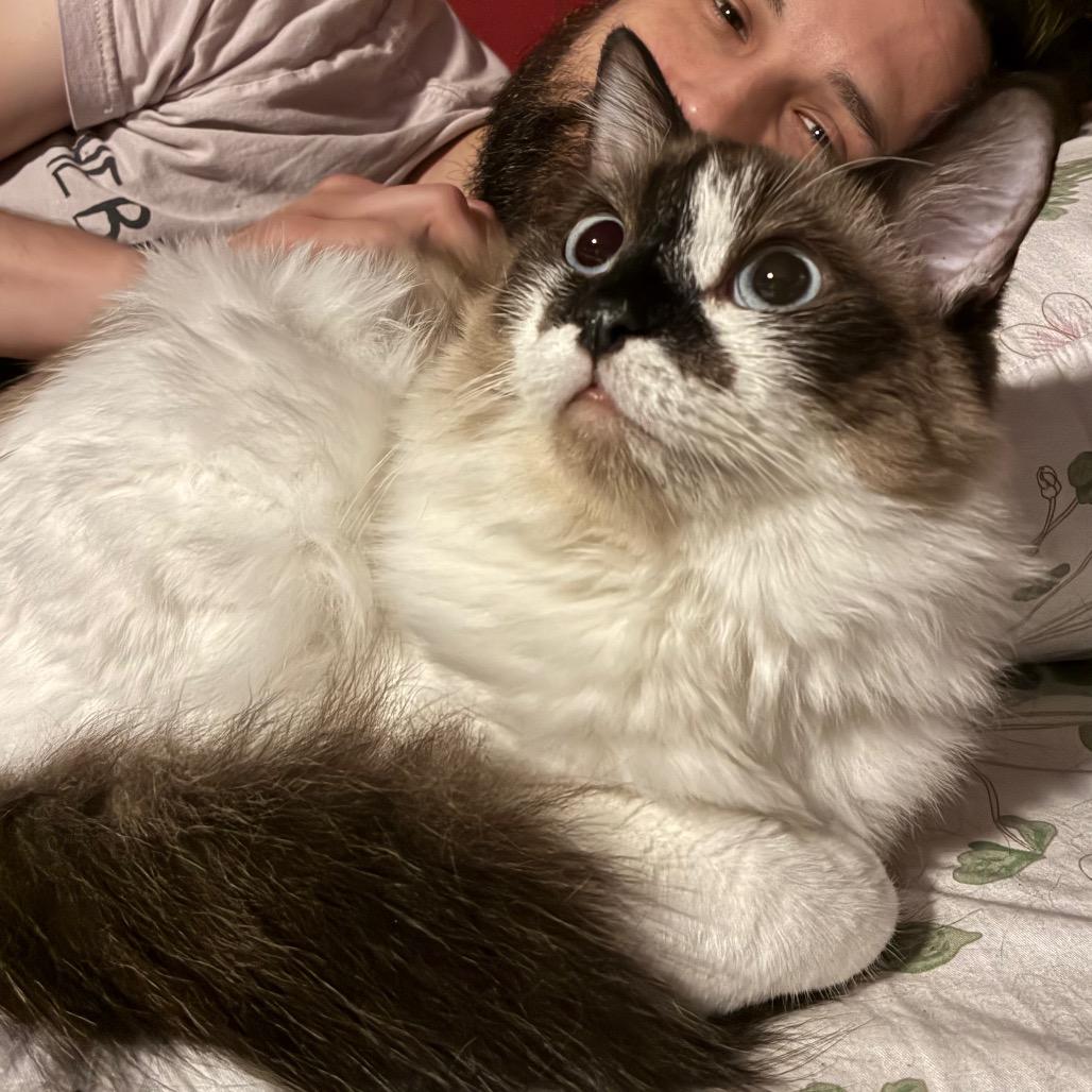 Bad bunny, Adoptable, Young Male Ragdoll.