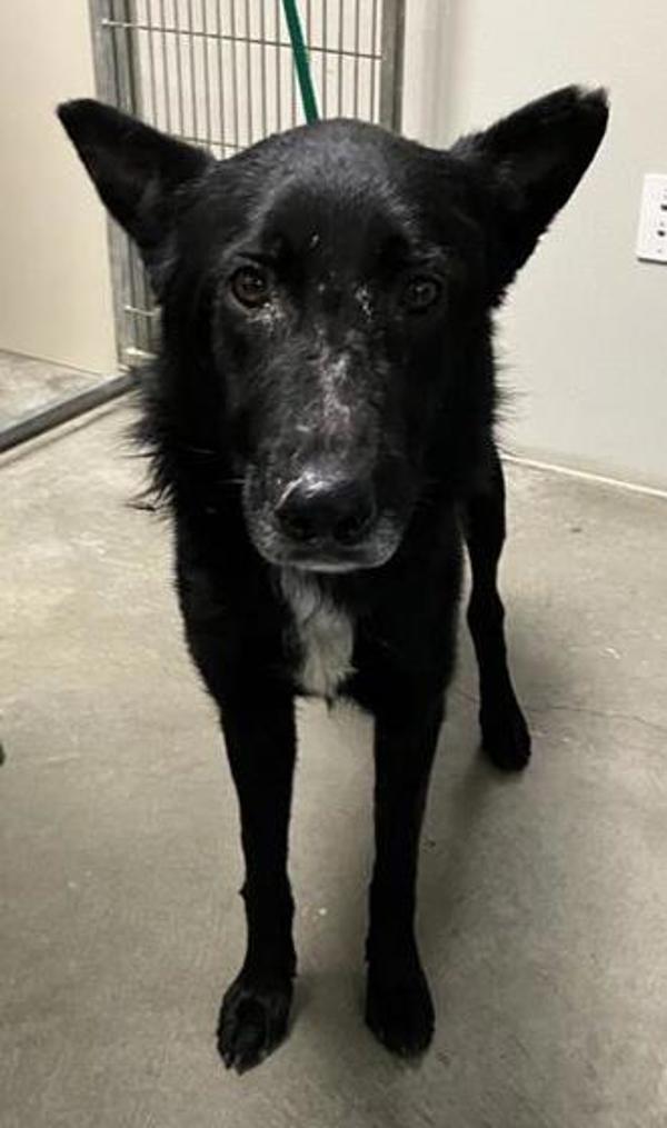 Ozzy, Adoptable, Adult Male German Shepherd Dog & Border Collie.
