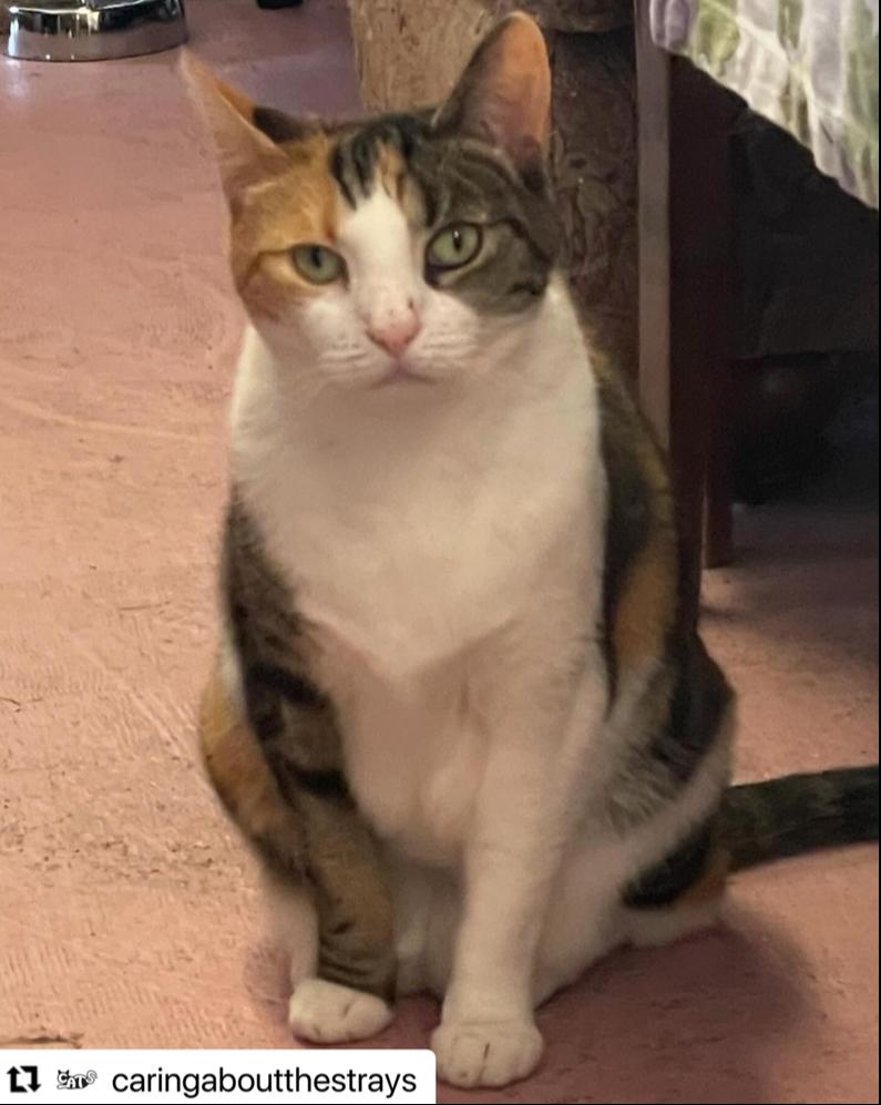Diva, Adoptable, Adult Female Calico.