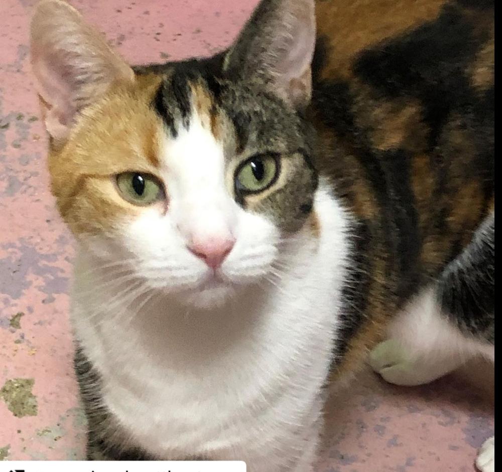 Enlarge Diva, a Adoptable Calico in Westwood, NJ image 2/4