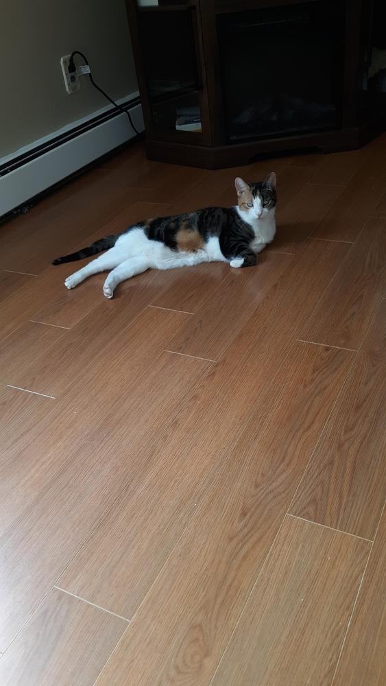 Enlarge Diva, a Adoptable Calico in Westwood, NJ image 3/4