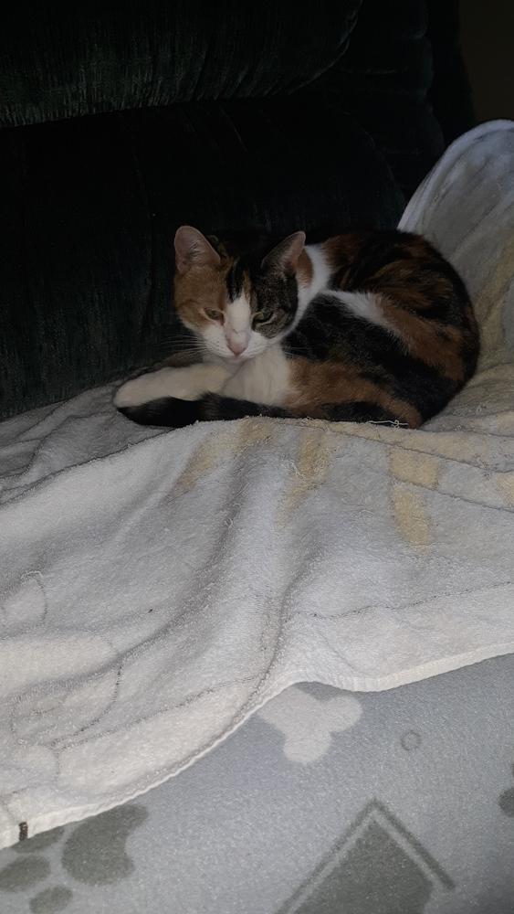 Enlarge Diva, a Adoptable Calico in Westwood, NJ image 4/4