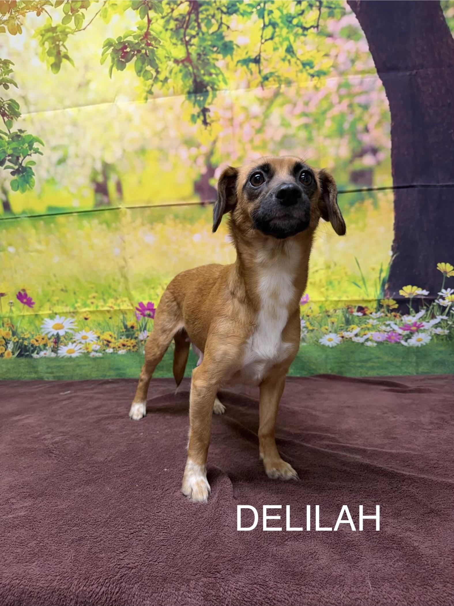 Enlarge Delilah, an adopted mixed breed in Urbana, OH image 1/1