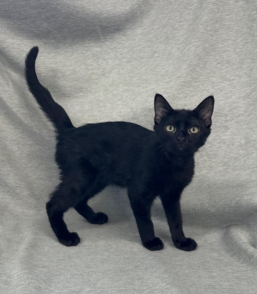 Enlarge Phoebe, a Adoptable mixed breed in Newberg, OR image 1/1