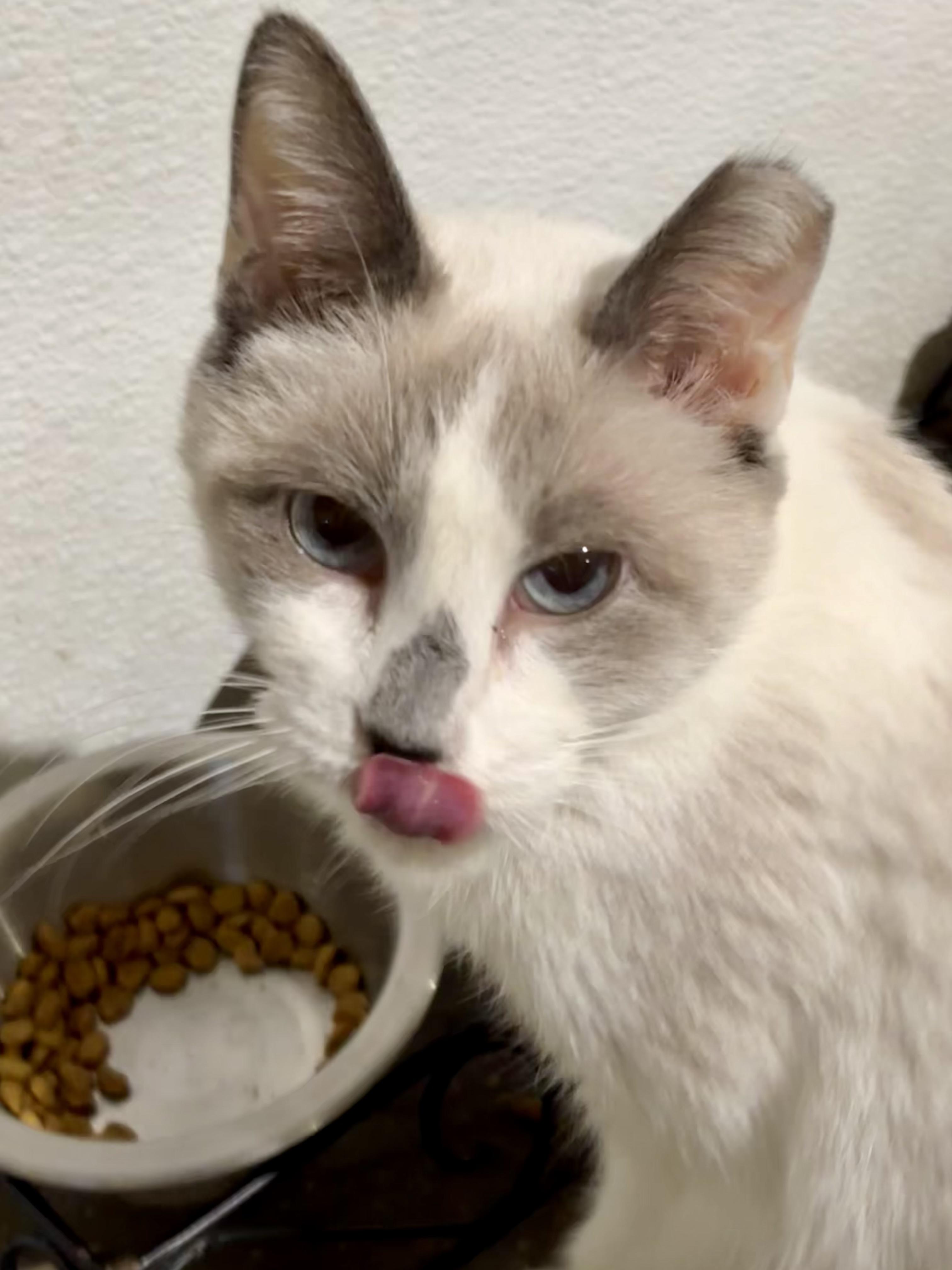 Enlarge Mama Kitty, a ADOPTABLE mixed breed in Shenandoah, IA image 1/1