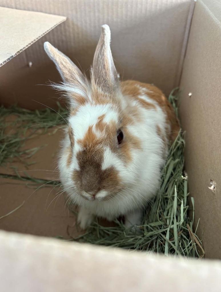 JuneBug, Adoptable, Senior Female Lionhead.
