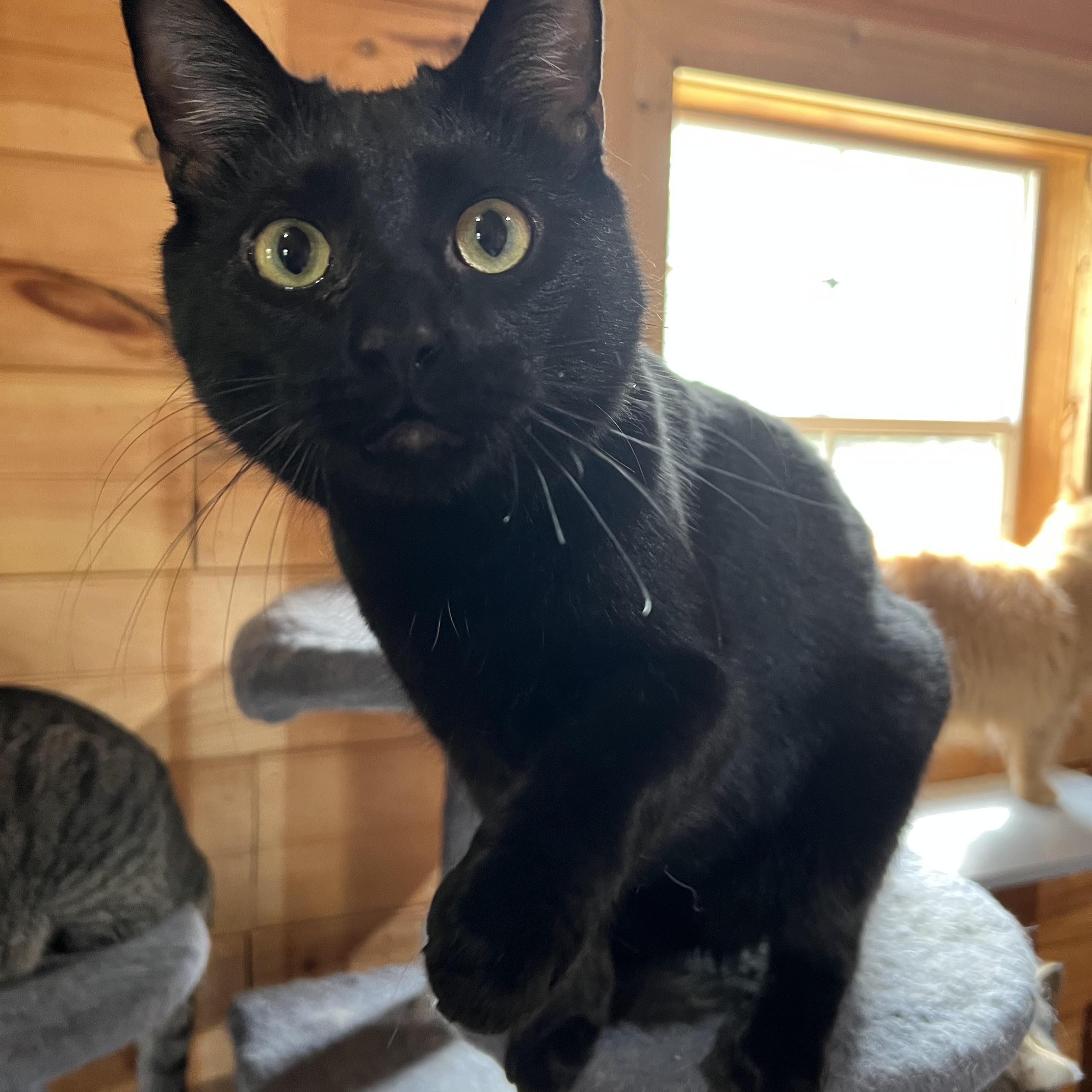 Zinc, a Adoptable Domestic Short Hair in Knoxville, GA image 1/4