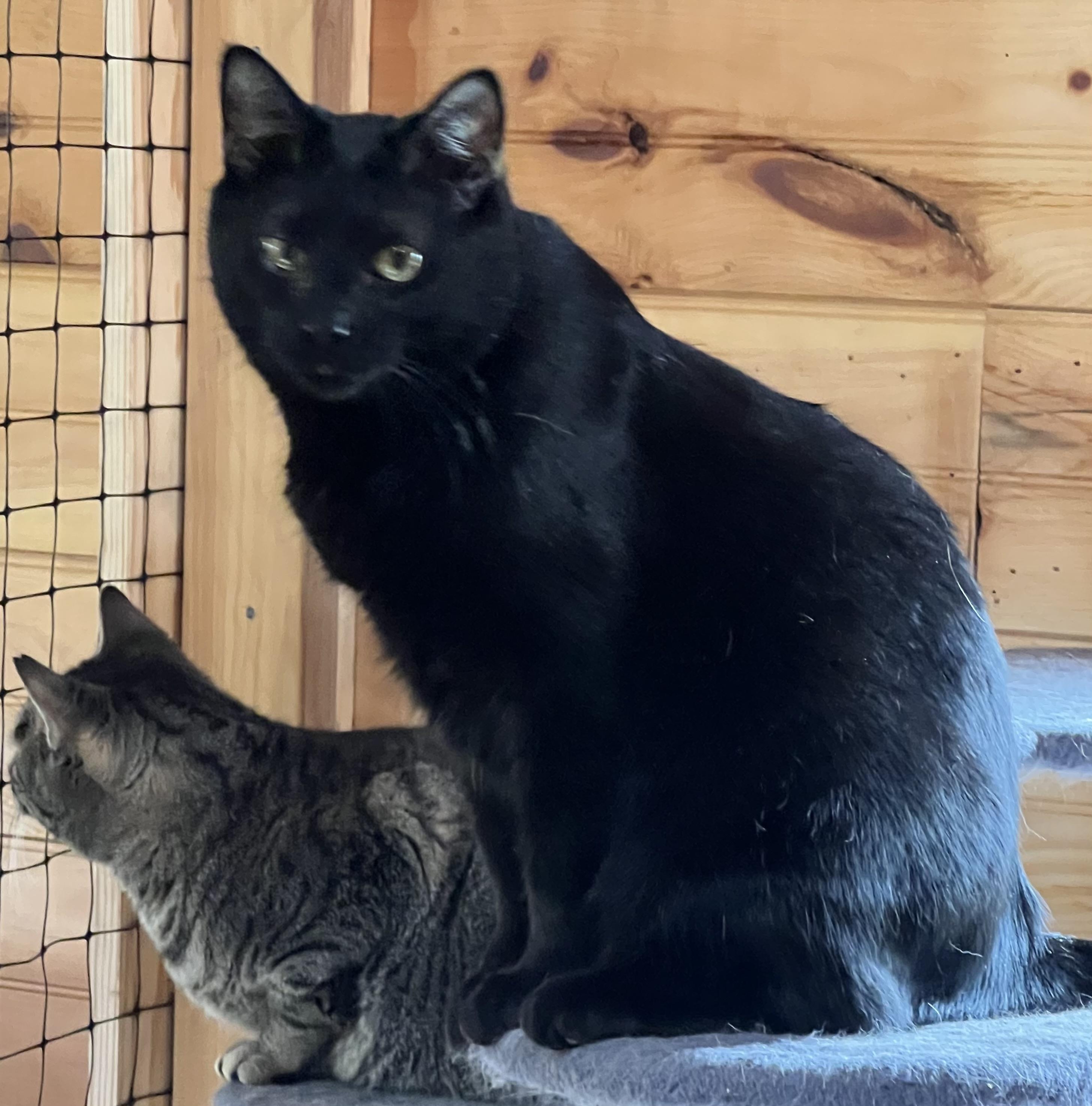 Zinc, a Adoptable Domestic Short Hair in Knoxville, GA image 2/4