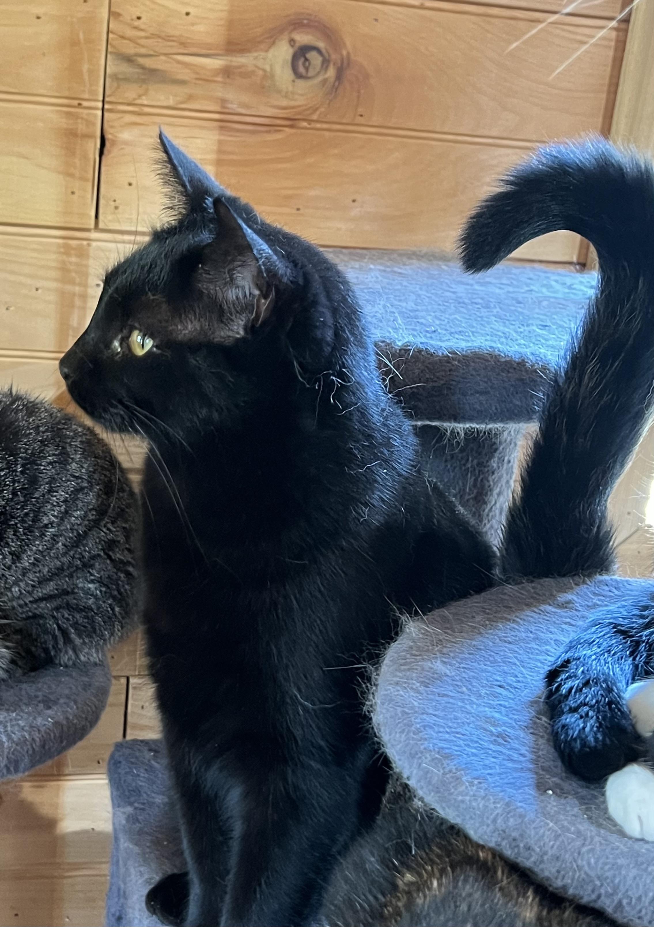 Zinc, a Adoptable Domestic Short Hair in Knoxville, GA image 3/4