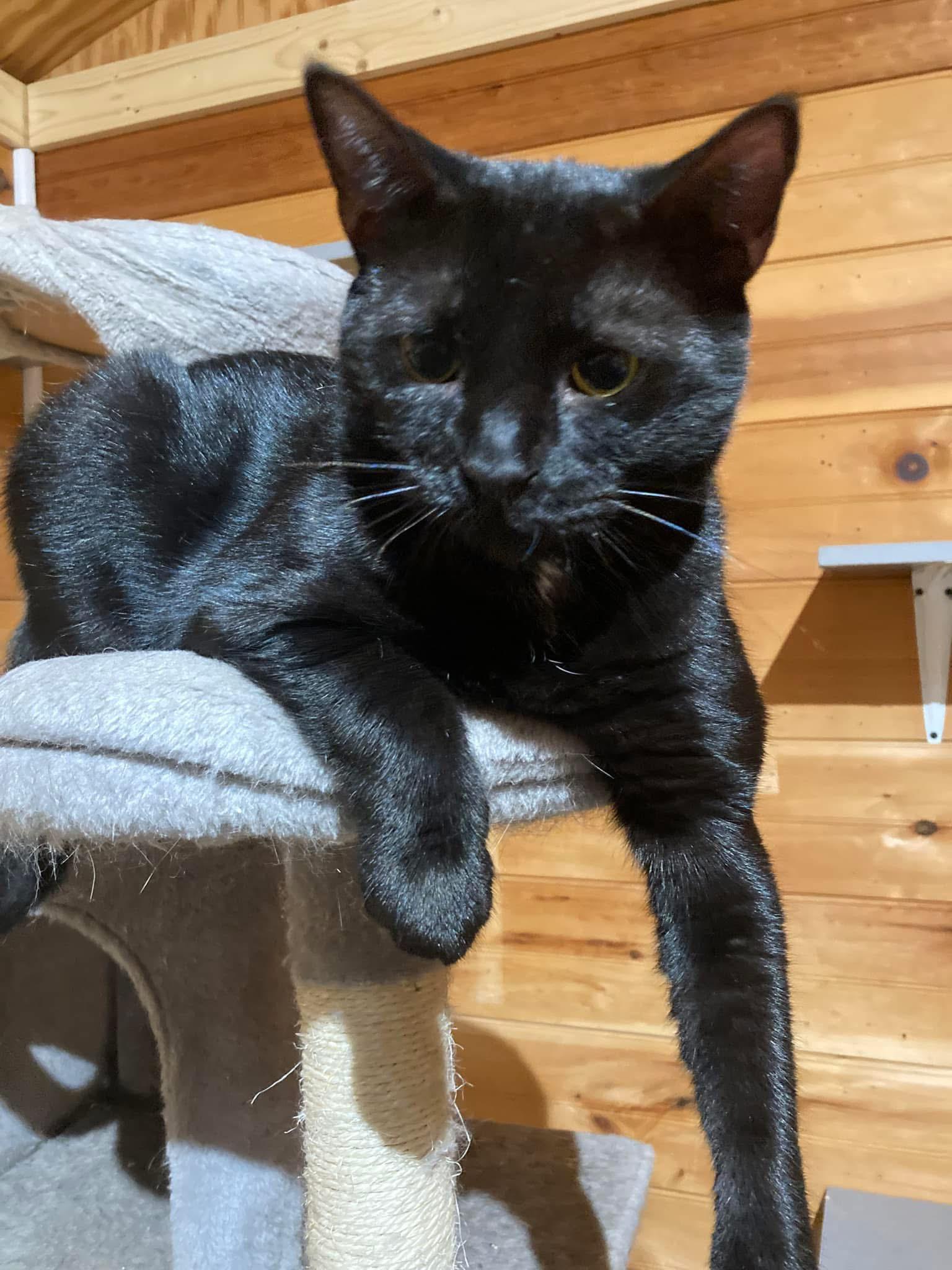 Enlarge Zinc, a Adoptable Domestic Short Hair in Knoxville, GA image 1/3