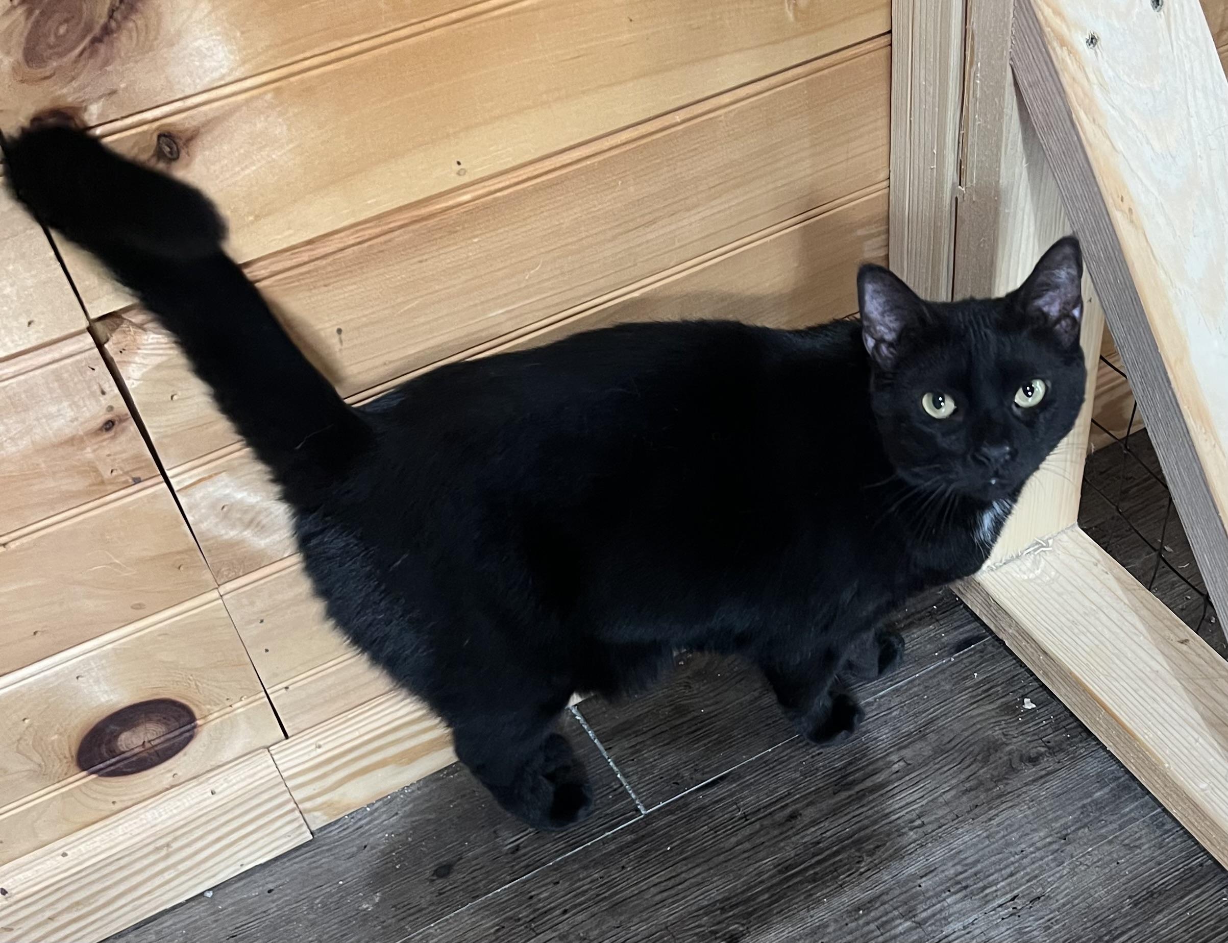 Zinc, a Adoptable Domestic Short Hair in Knoxville, GA image 4/4