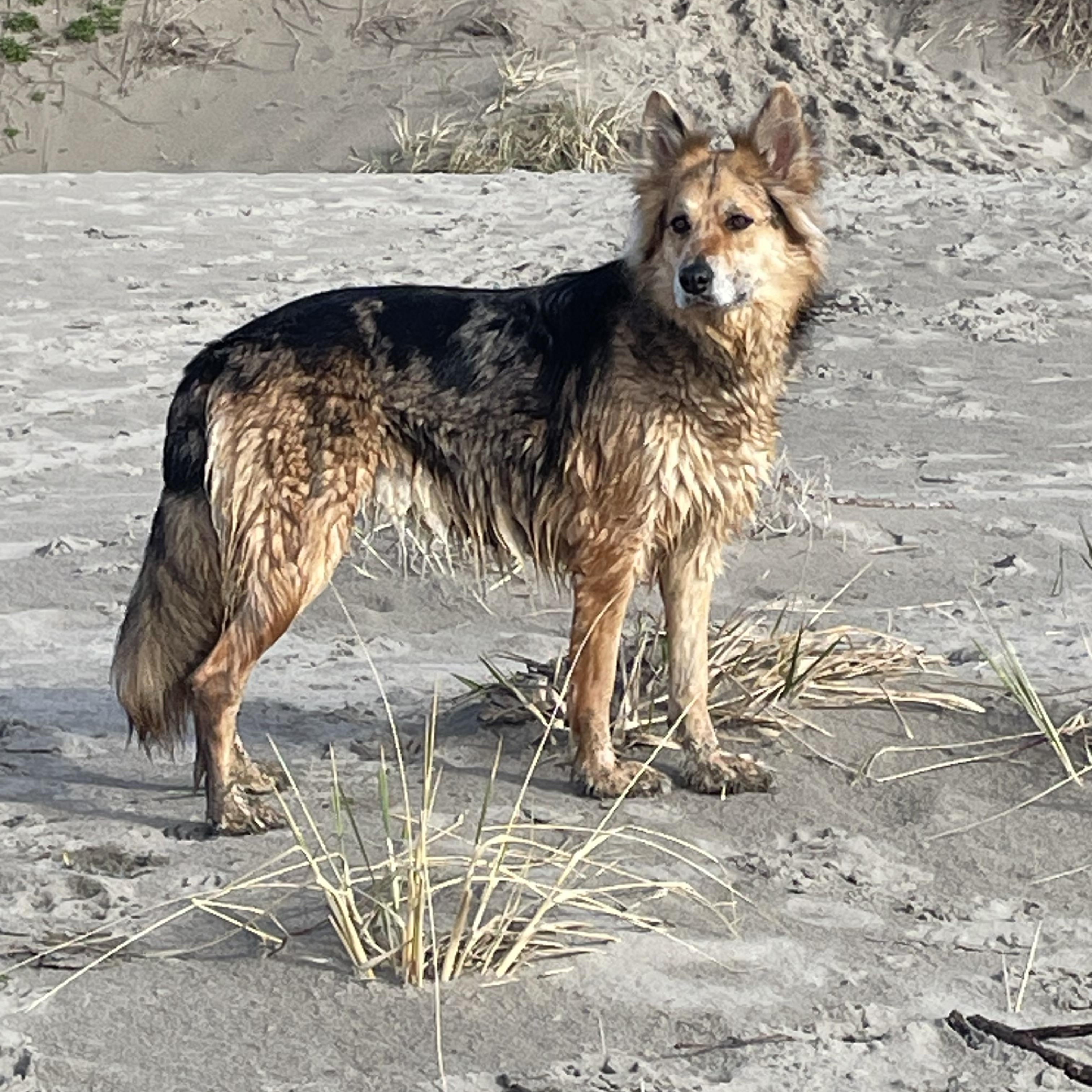 Enlarge Mavis, a ADOPTABLE mixed breed in Portland, OR image 1/5